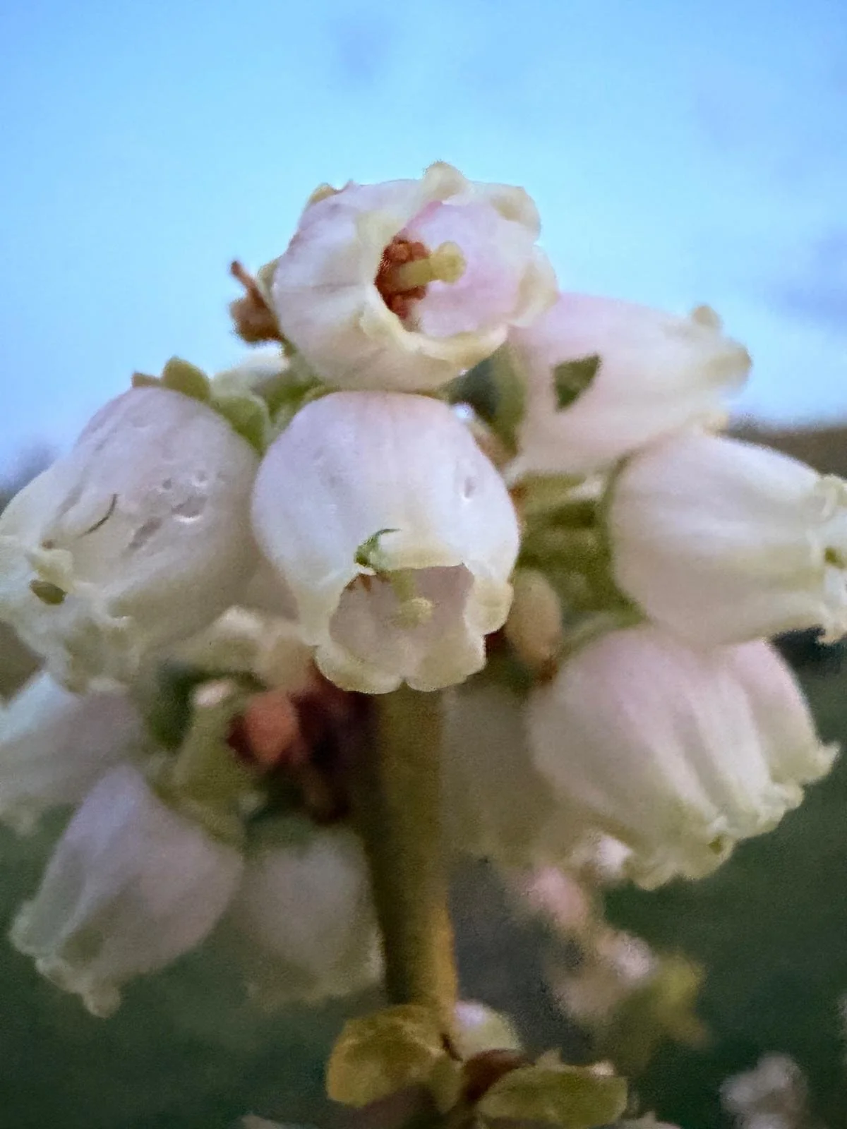 Close-up of white and pale pink flower clusters with green stems on a blurred background.