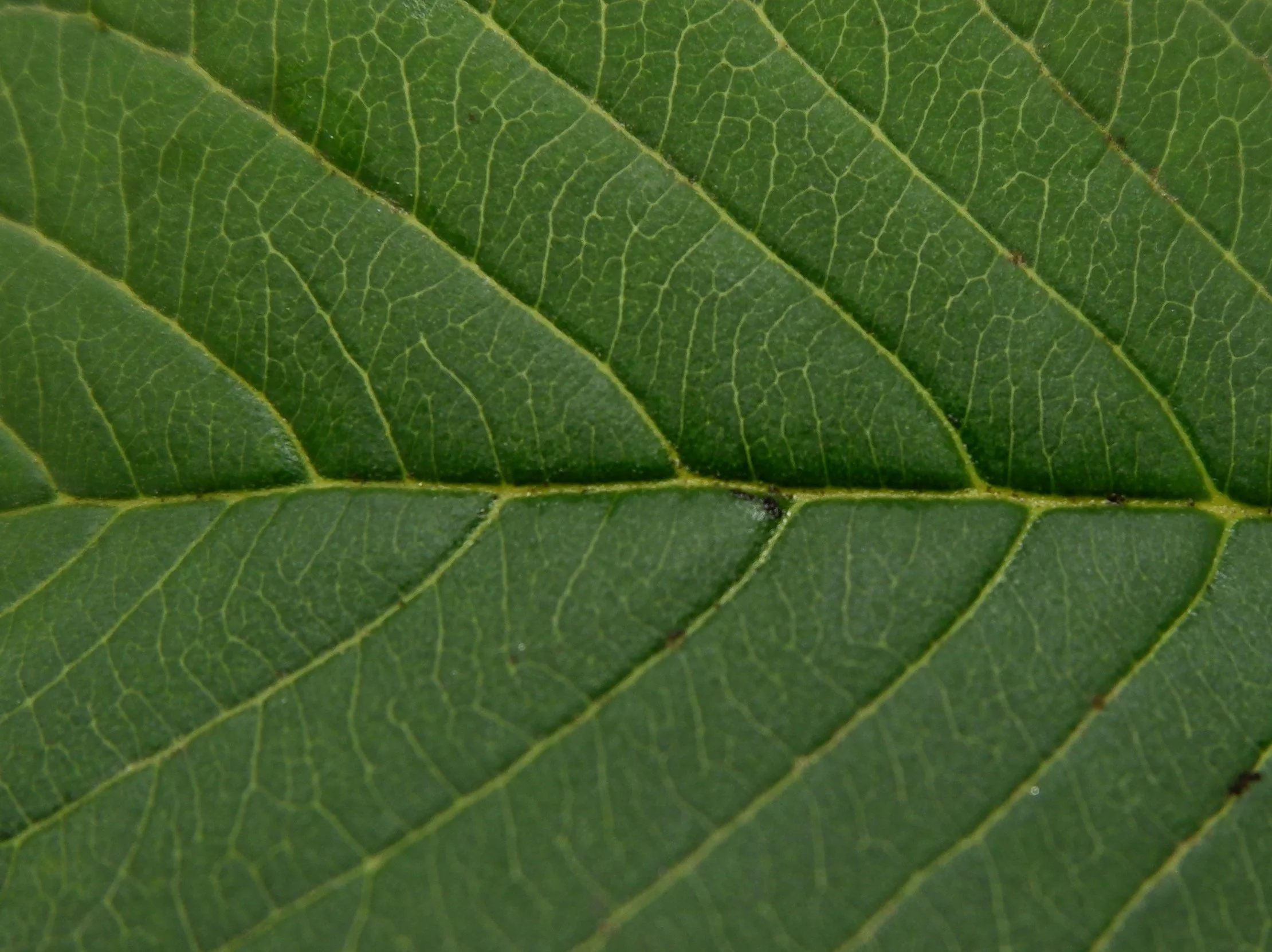 Close-up of a green leaf showing detailed vein structure.