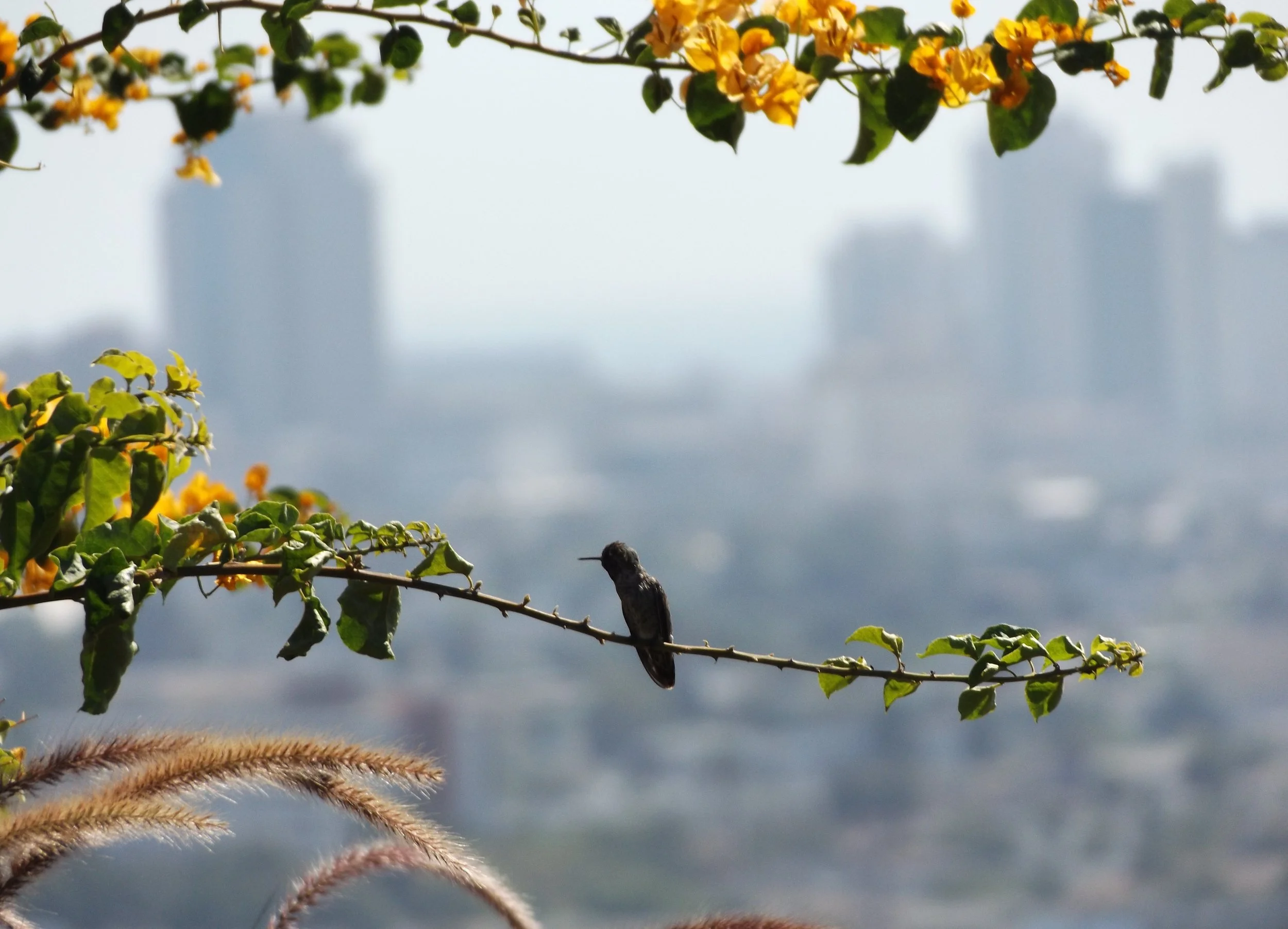 A hummingbird perched on a branch of green leaves and yellow flowers, with a blurred city skyline in the background.