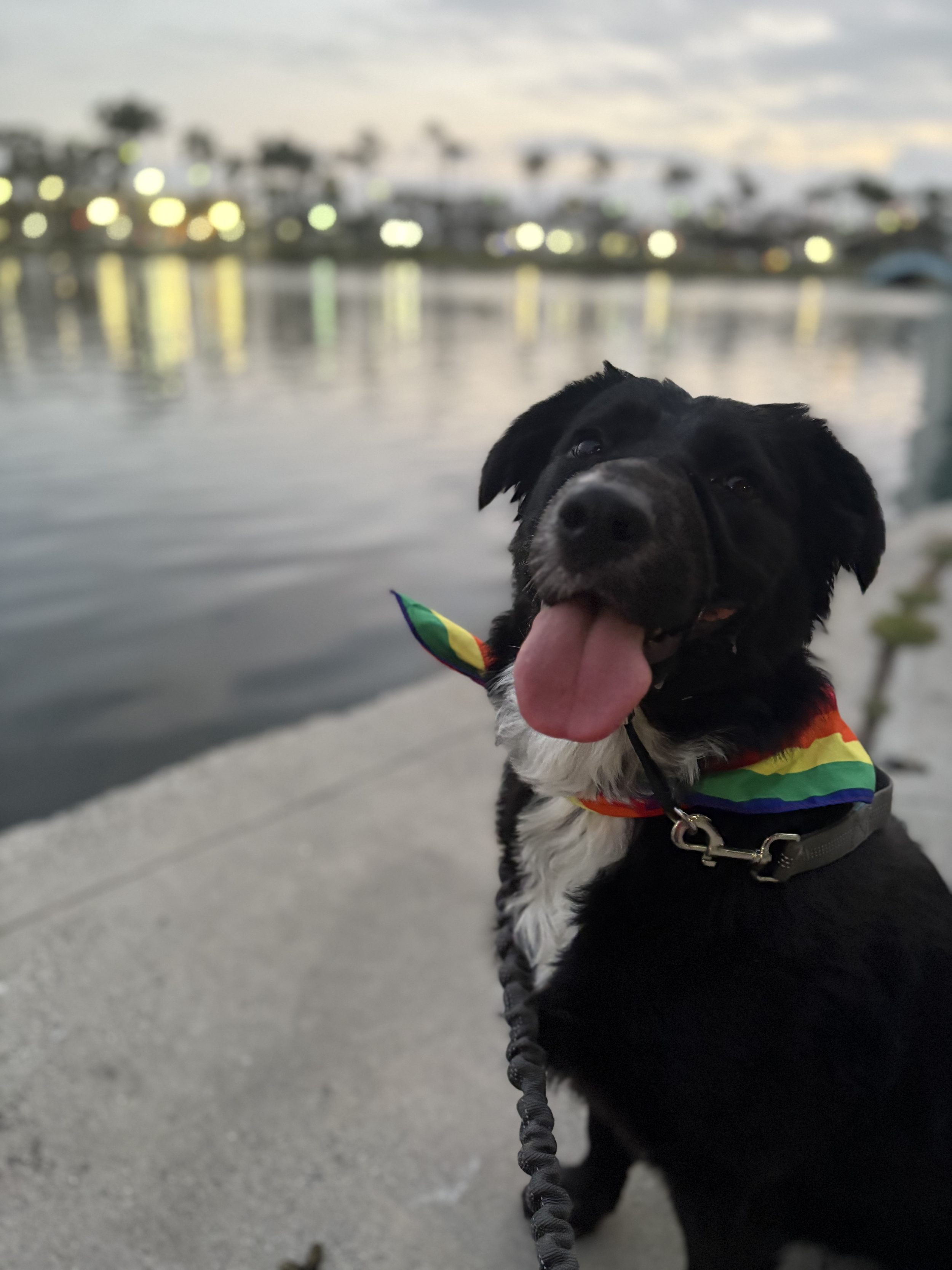 A happy black and white dog with a rainbow-colored bandana around its neck, sitting near a body of water with boats and buildings in the background during dusk.