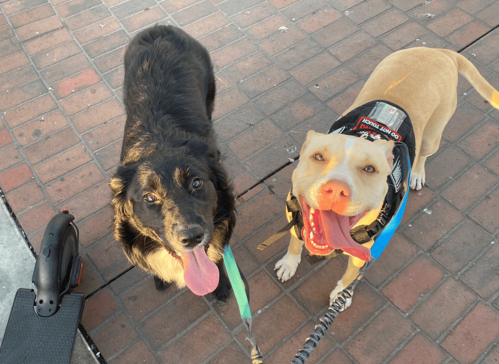 Two dogs, one black aand the other light tan, standing on brick pavement, smiling with tongues out, one with a service dog harness labeled 'Do Not Touch', and an electric scooter partially visible in the bottom left corner.