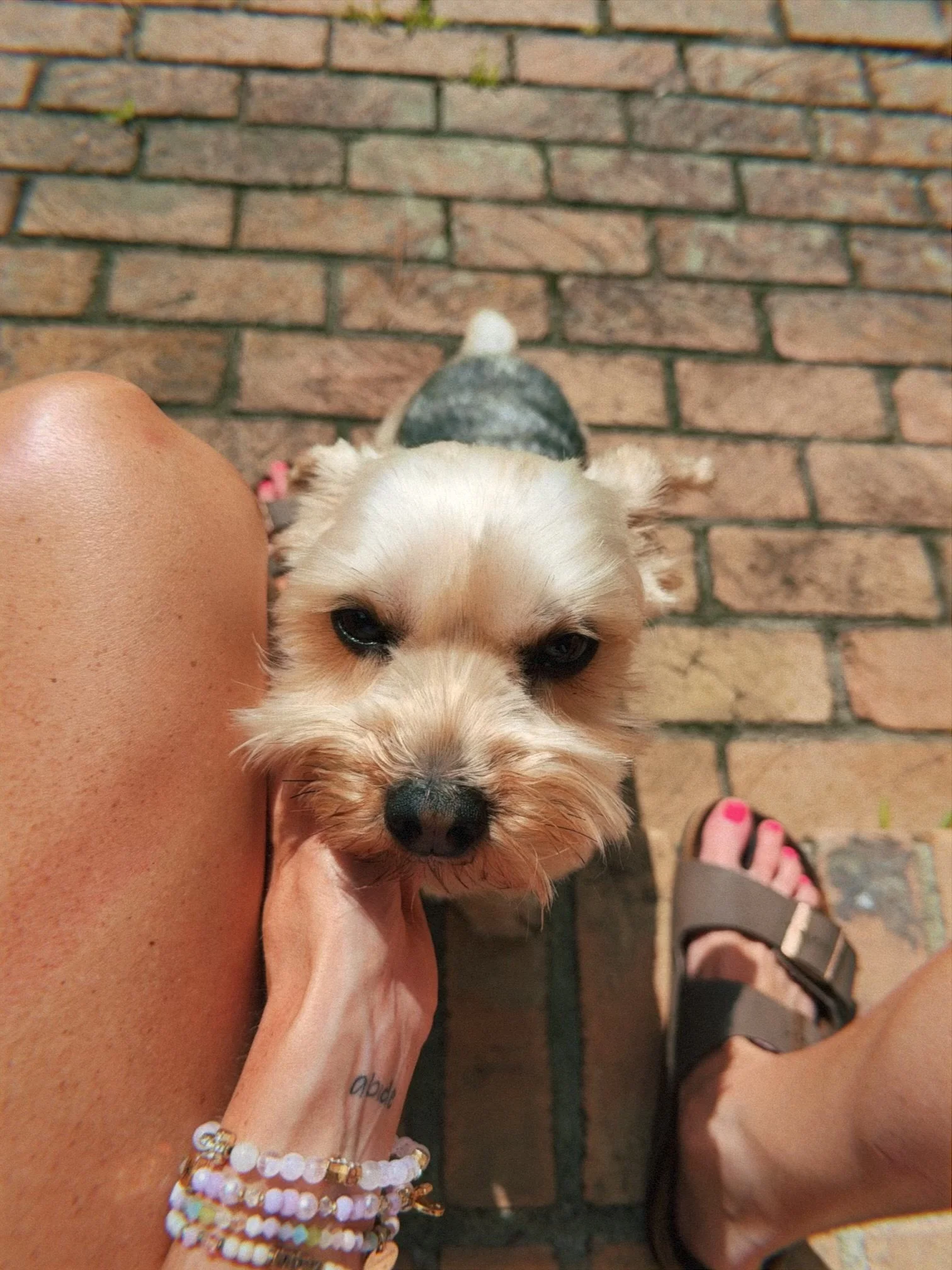 A small dog with light-colored fur looking up at the camera, standing next to a person with a tattooed arm, wearing multiple bracelets and jewelry, on a brick pathway.