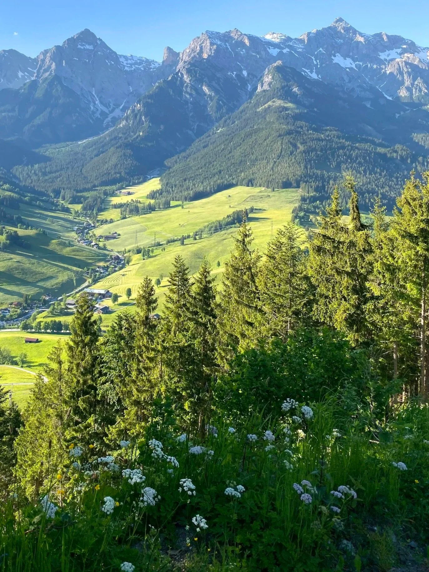 Paysage de montagnes avec vallées verdoyantes, forêt dense et fleurs sauvages au premier plan, ciel clair.