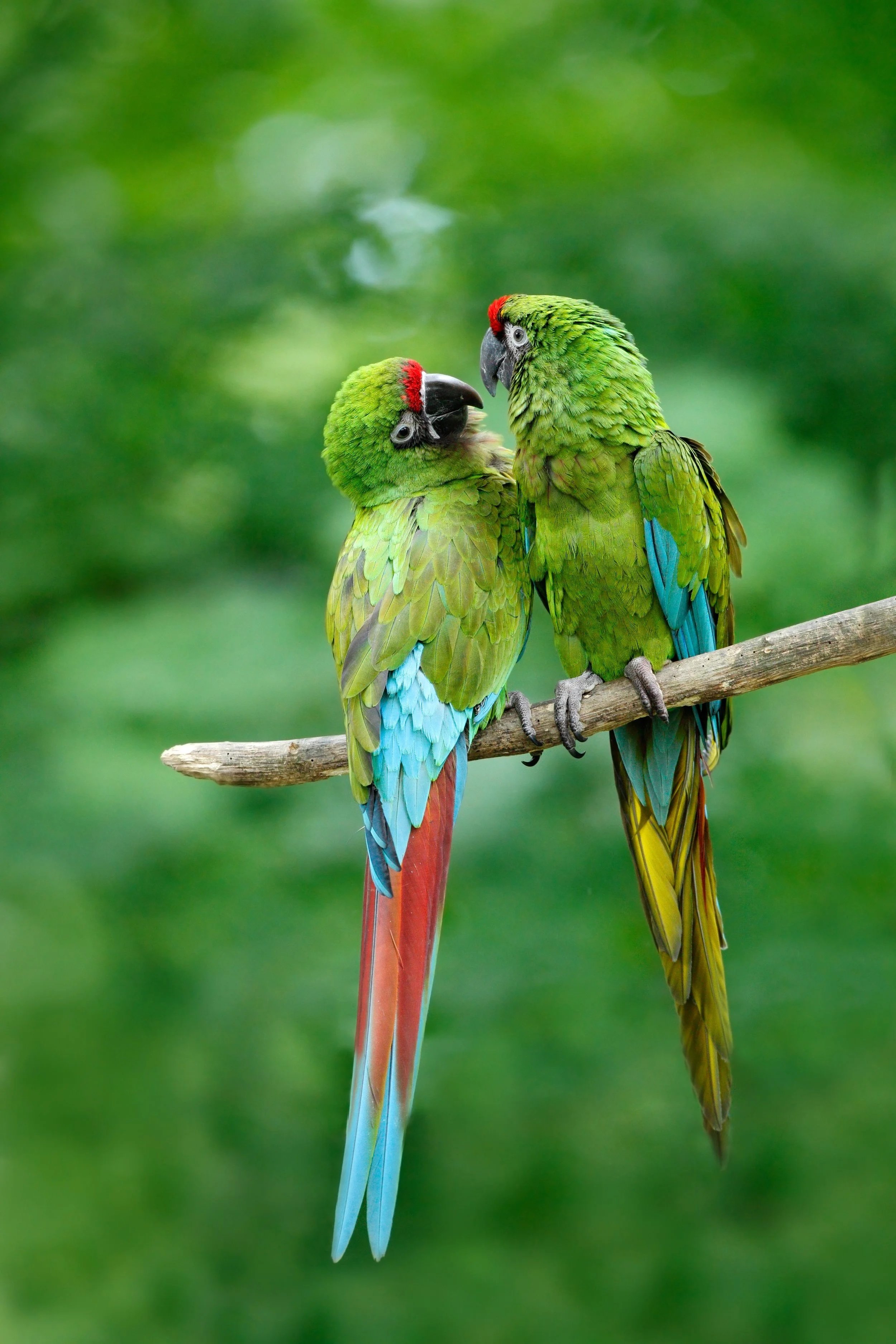 Two green parrots with red foreheads and blue tail feathers perched on a branch against a blurred green background.