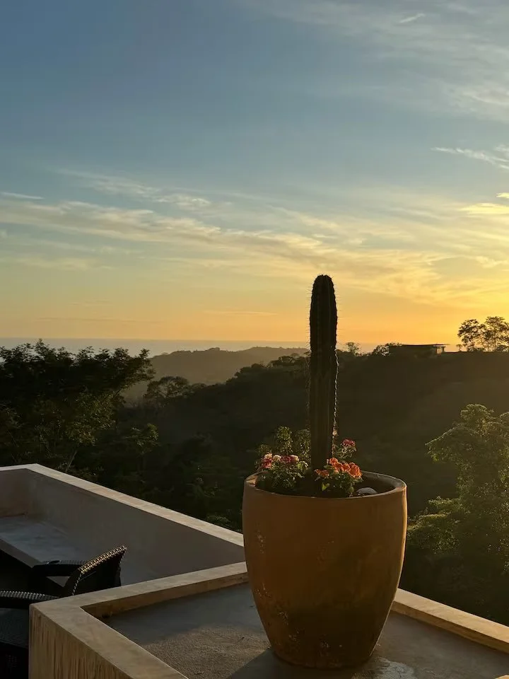 A potted cactus with small flowers on a balcony during sunset, with a scenic view of hills and trees in the background.