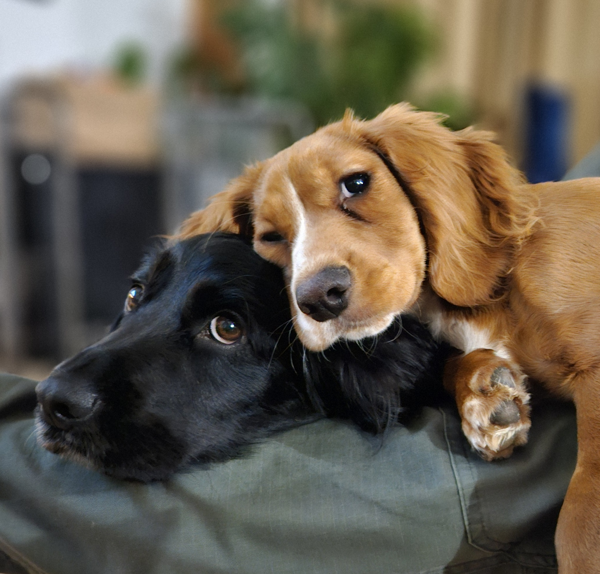 Lily and Grace, Skye's two Springer Spaniels, snuggled together — the heart of Skye & Paws