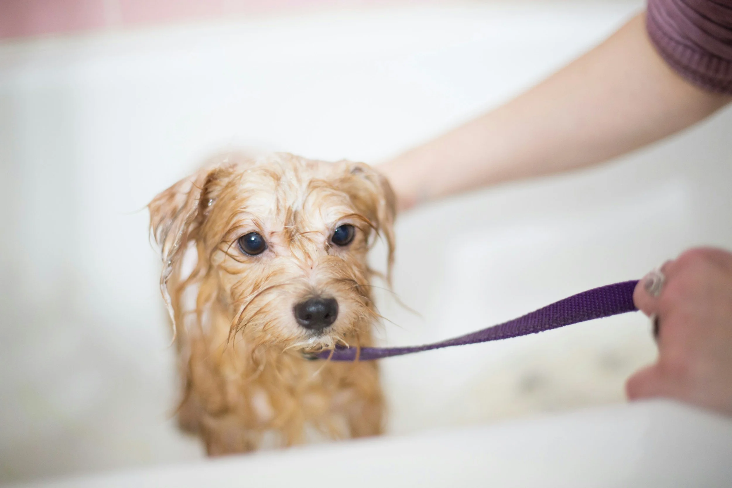 Grooming Mistakes That Could Be Harming Your Dog