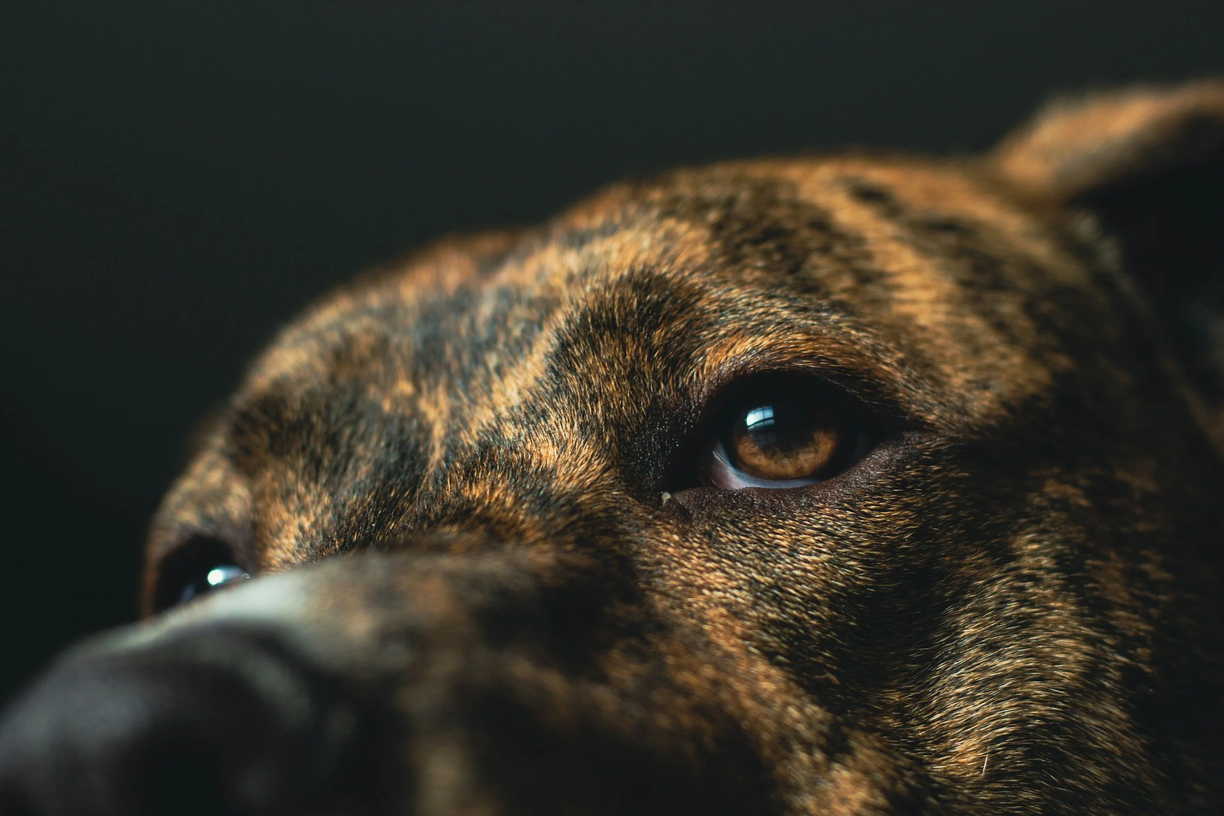 Inside A Dog