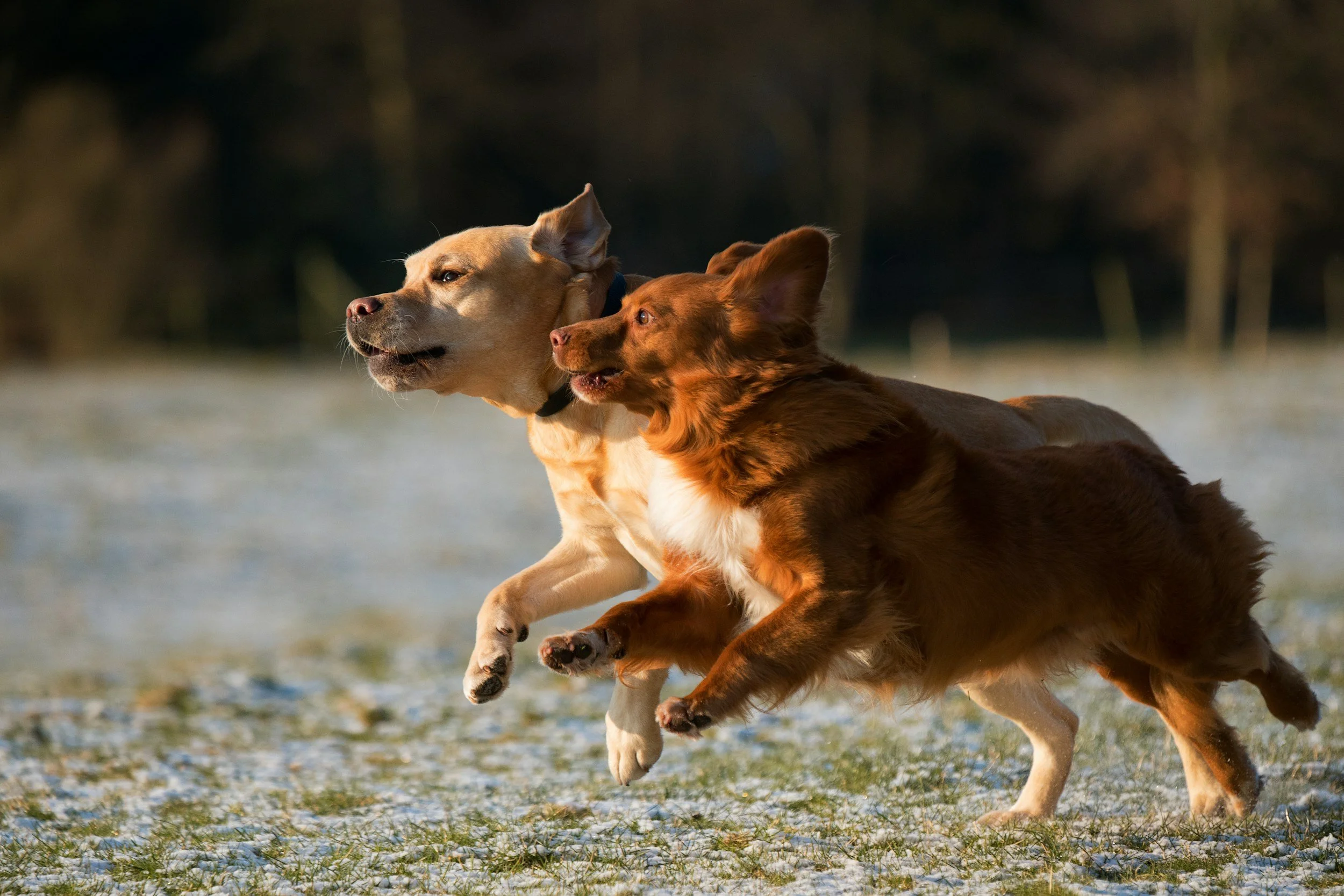 Two dogs running freely outdoors — are we loving our dogs to death, natural dog health blog by Skye & Paws