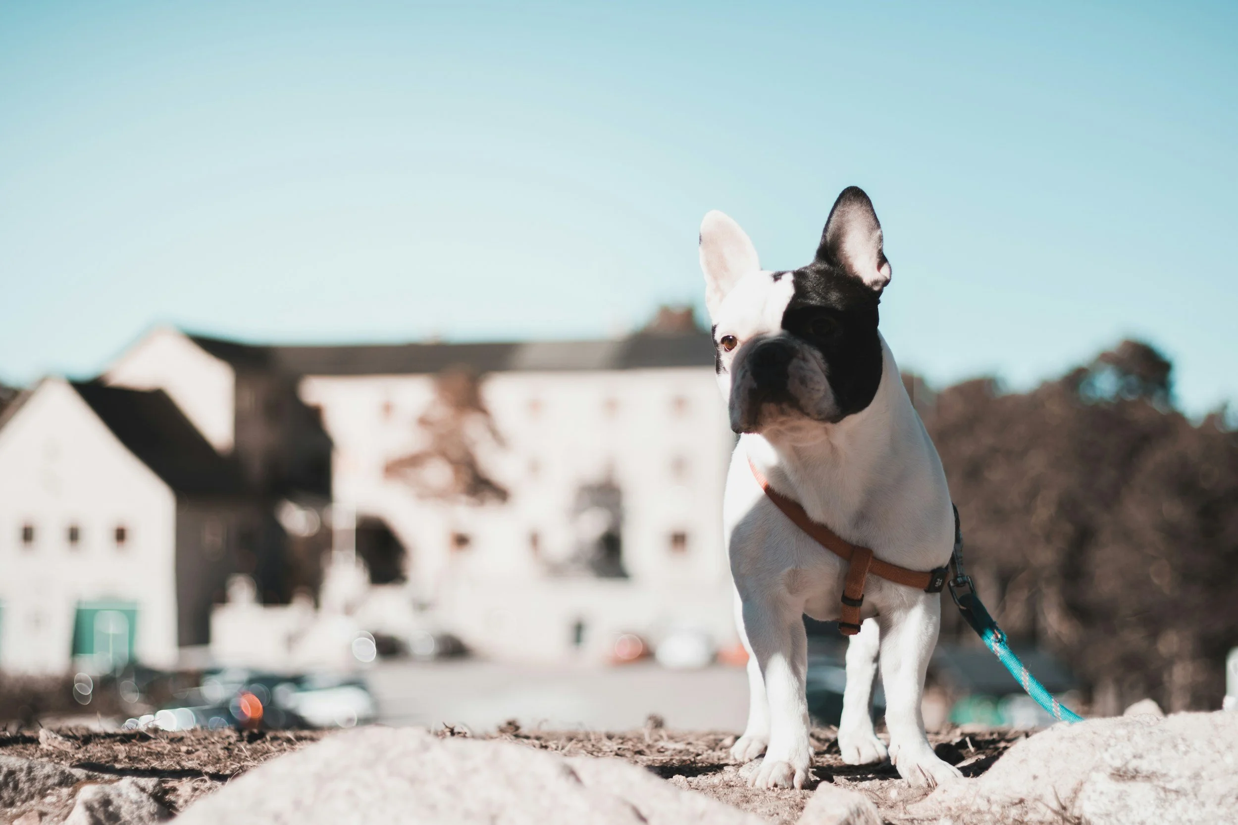 French Bulldog on a lead in a sunny Spanish town — keeping your dog healthy in Spain