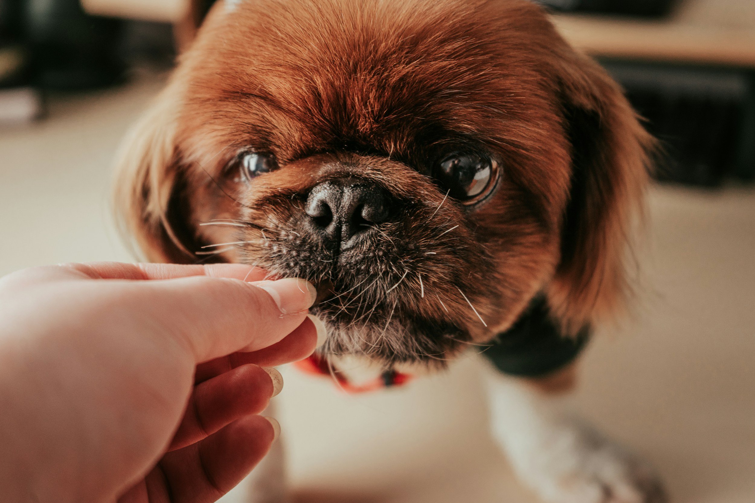 Owner offering a small treat or supplement by hand to a Shih Tzu
