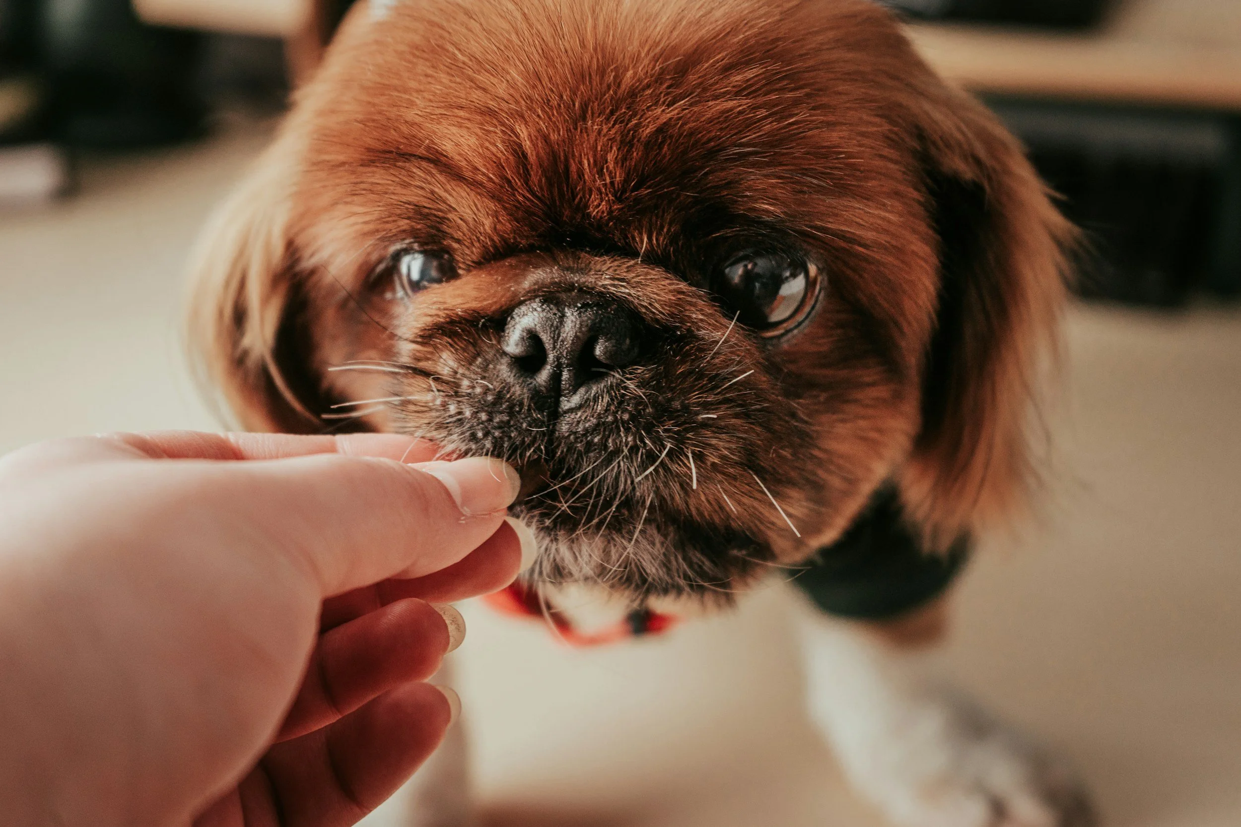What's Actually Worth Adding: A Straight Answer on Dog Supplements