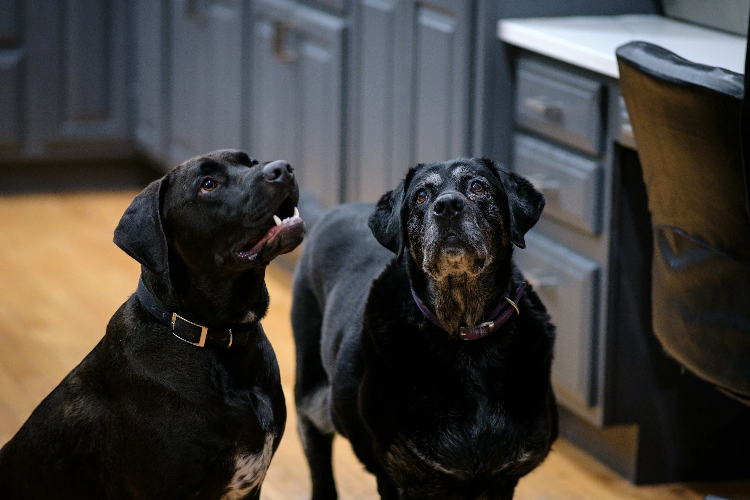 Two black Labradors, one younger adult and one senior with a greying muzzle, standing together in a kitchen