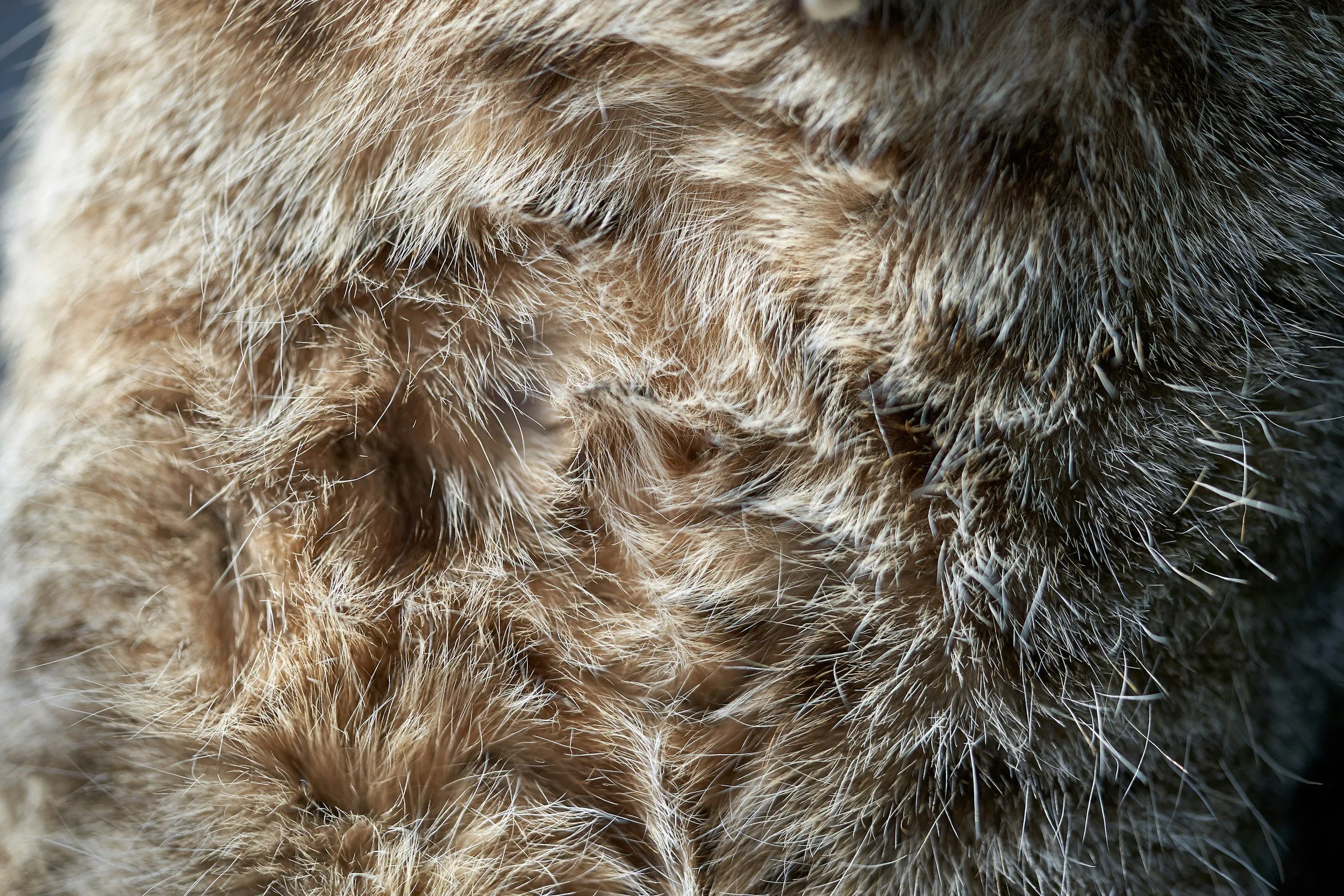 Close-up of a dog's dense double coat showing the undercoat and guard hair texture