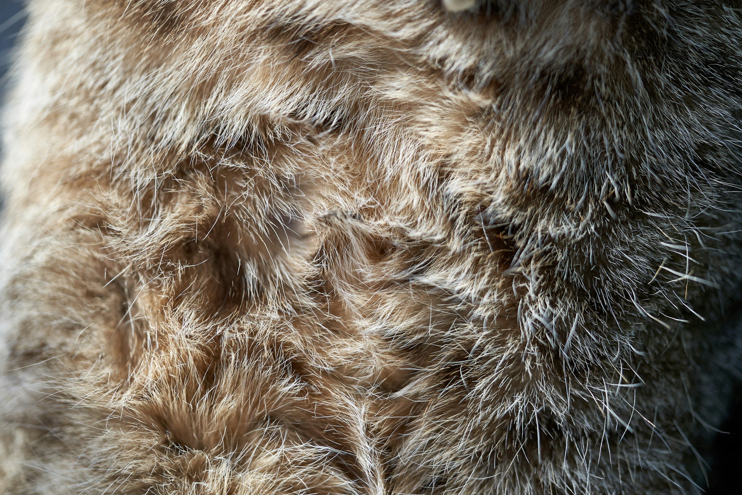Understanding Coat Types: Why One Grooming Routine Doesn't Exist
