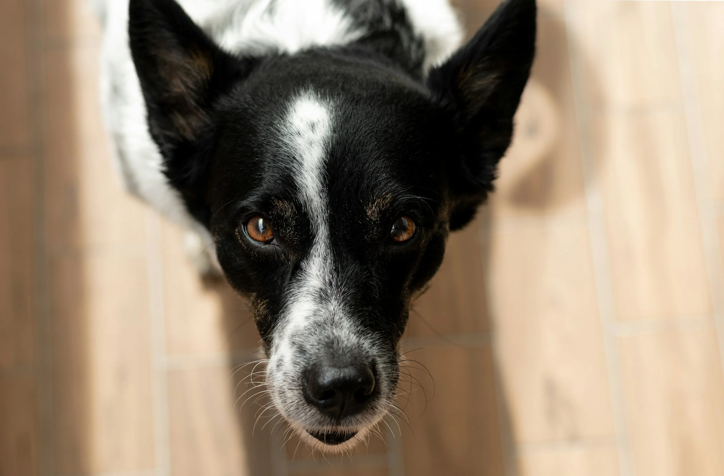 Collie looking directly at the owner