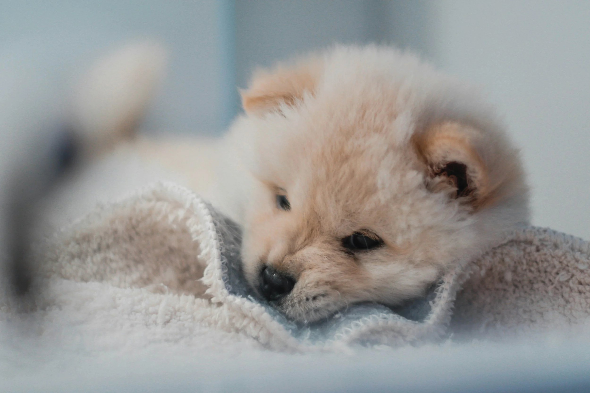 Fluffy puppy resting on a soft blanket