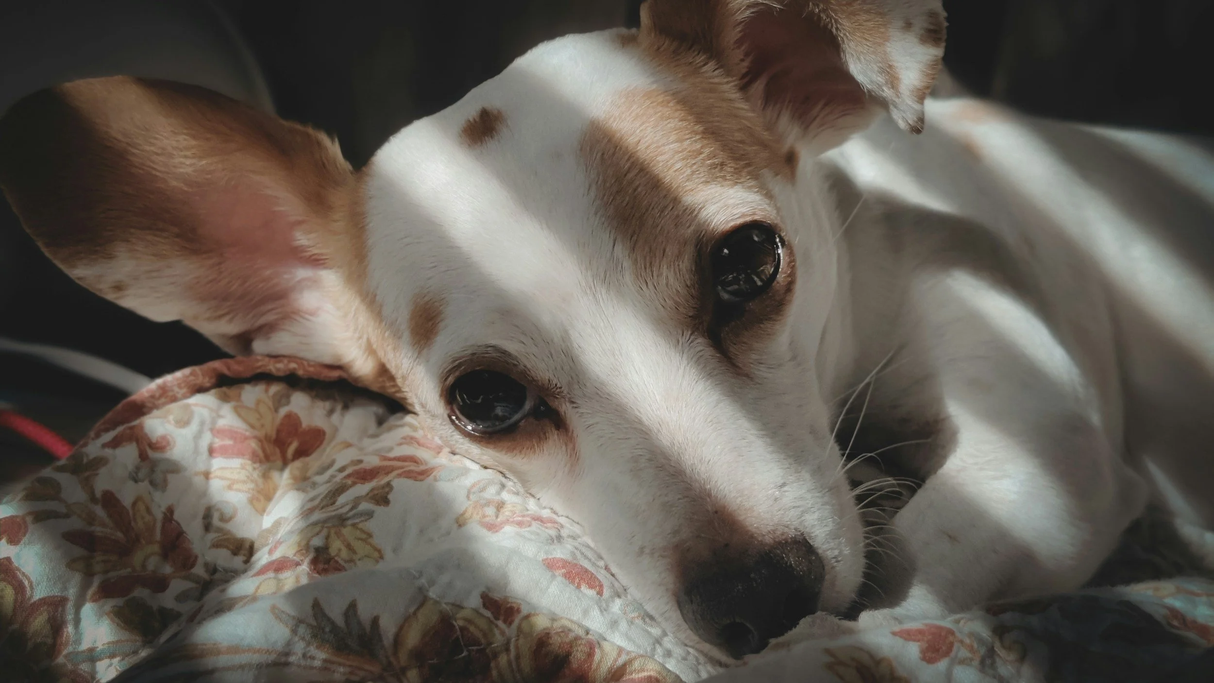 Bringing a Rescue Dog Home: The First Weeks That Set the Tone