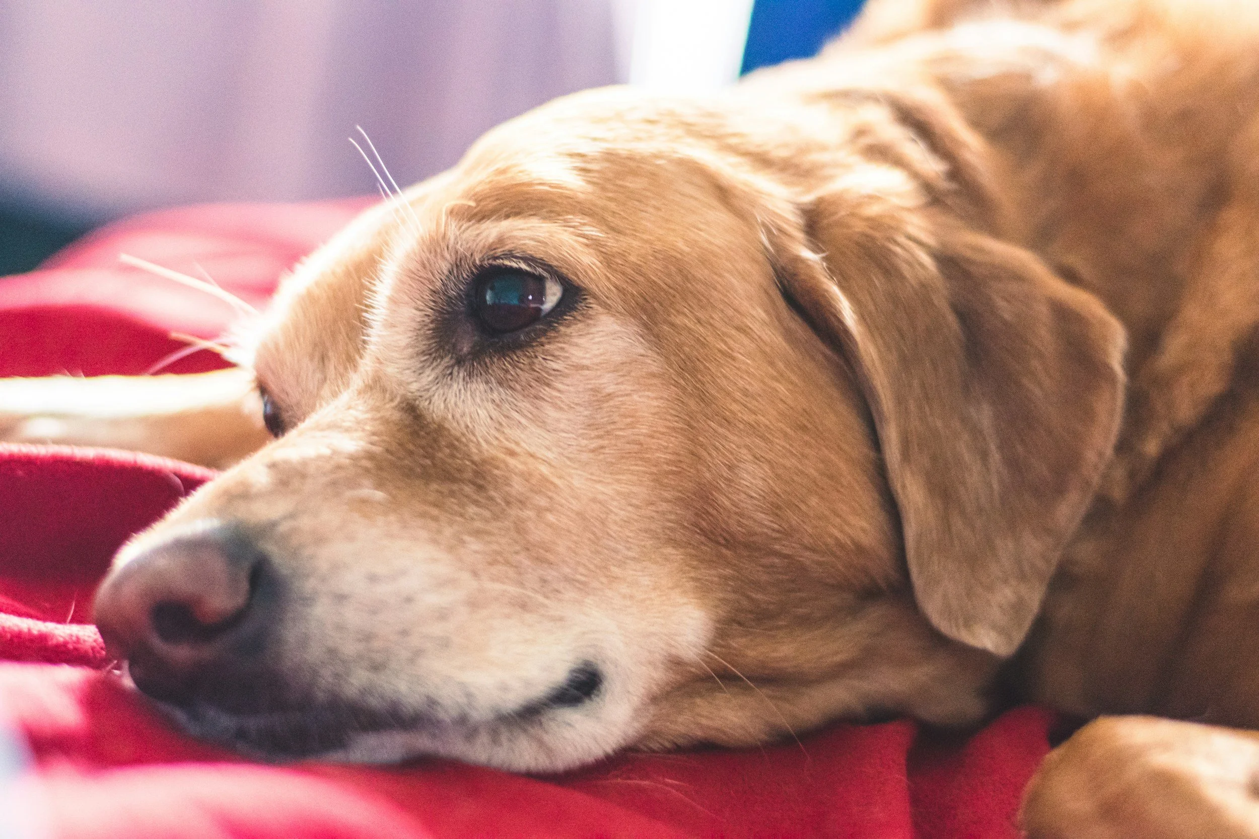 Grooming an Older Dog: Adapting Your Approach as They Age