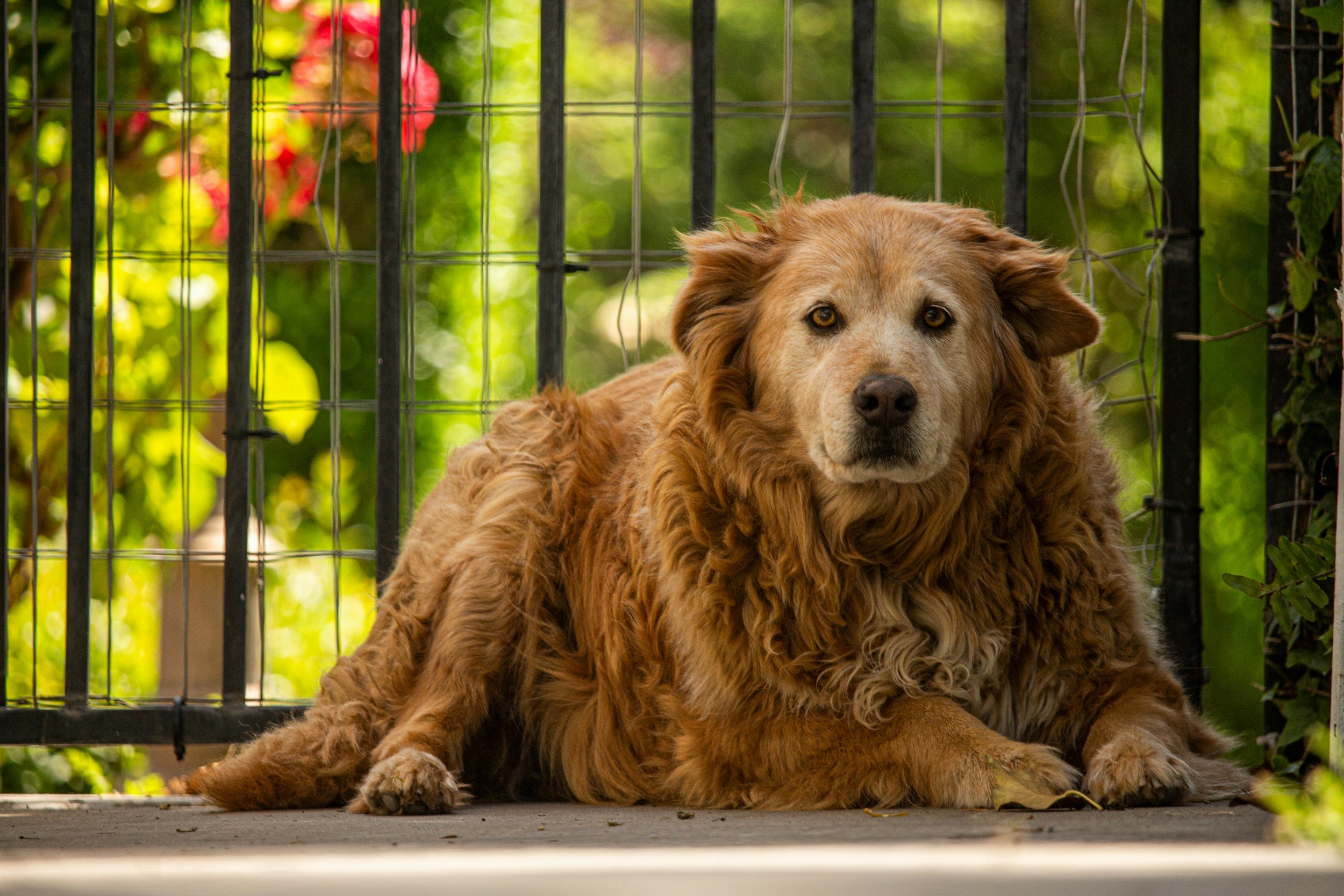 Dog with a visibly matted, tangled coat lying outdoors