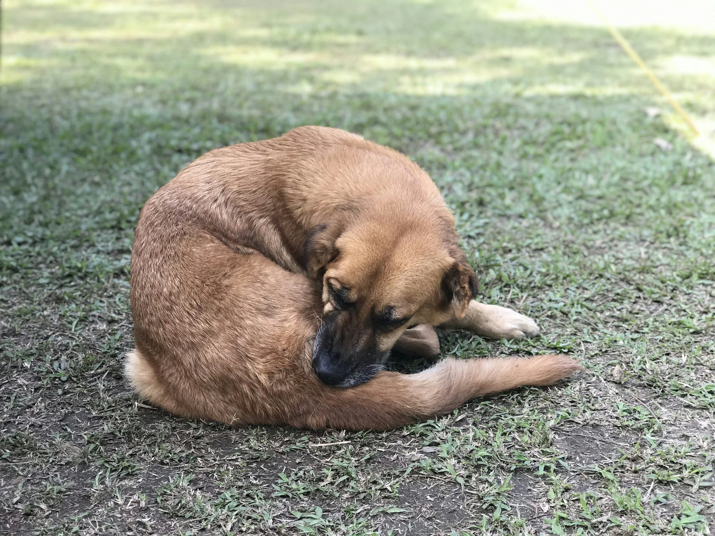 Dog scratching and biting at its side while lying outdoors