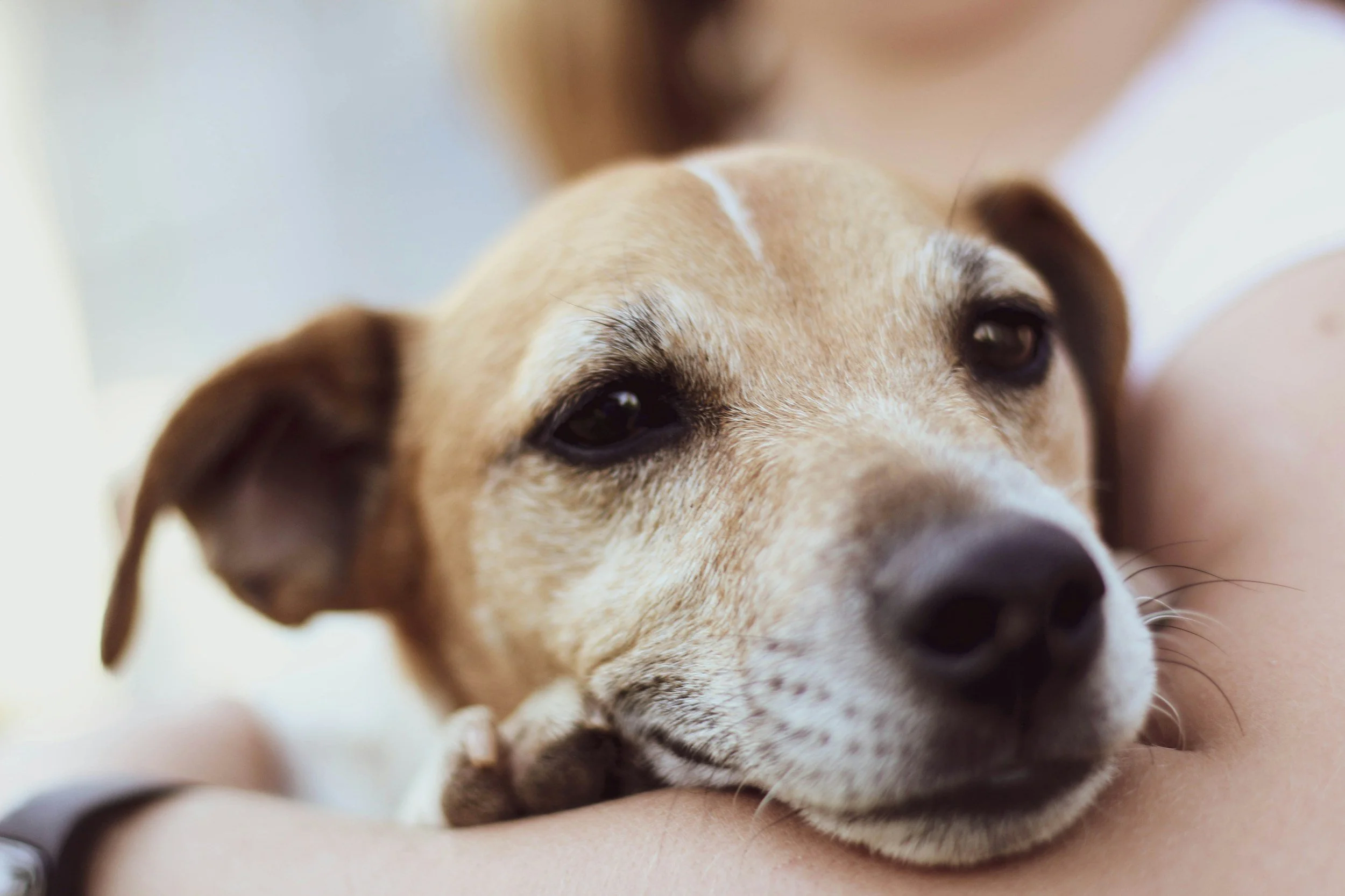 Caring for a Senior Dog: Keeping Them Comfortable, Active &amp; Well