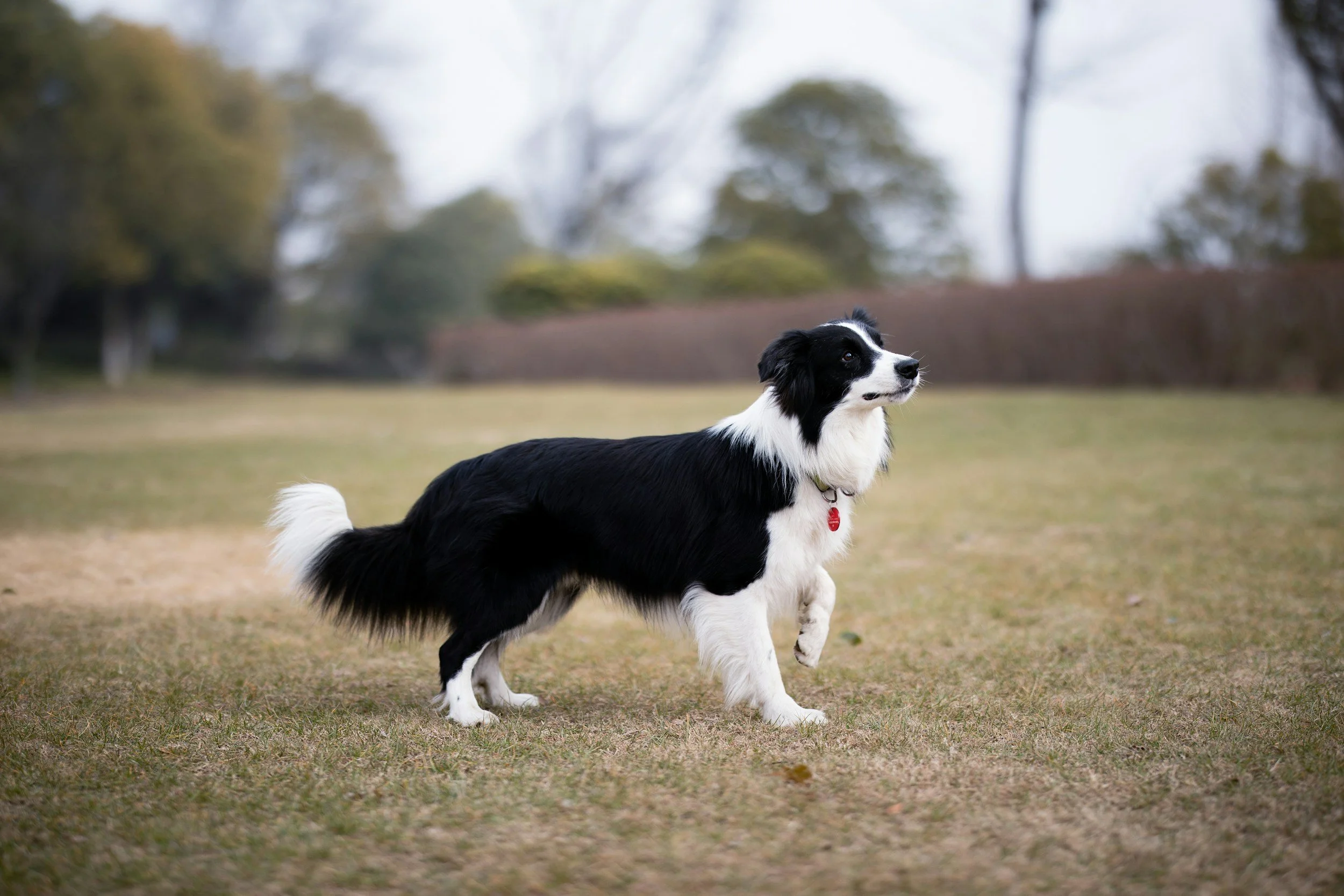 Black and white Border Collie standing side-on on a grassy field with trees in the background