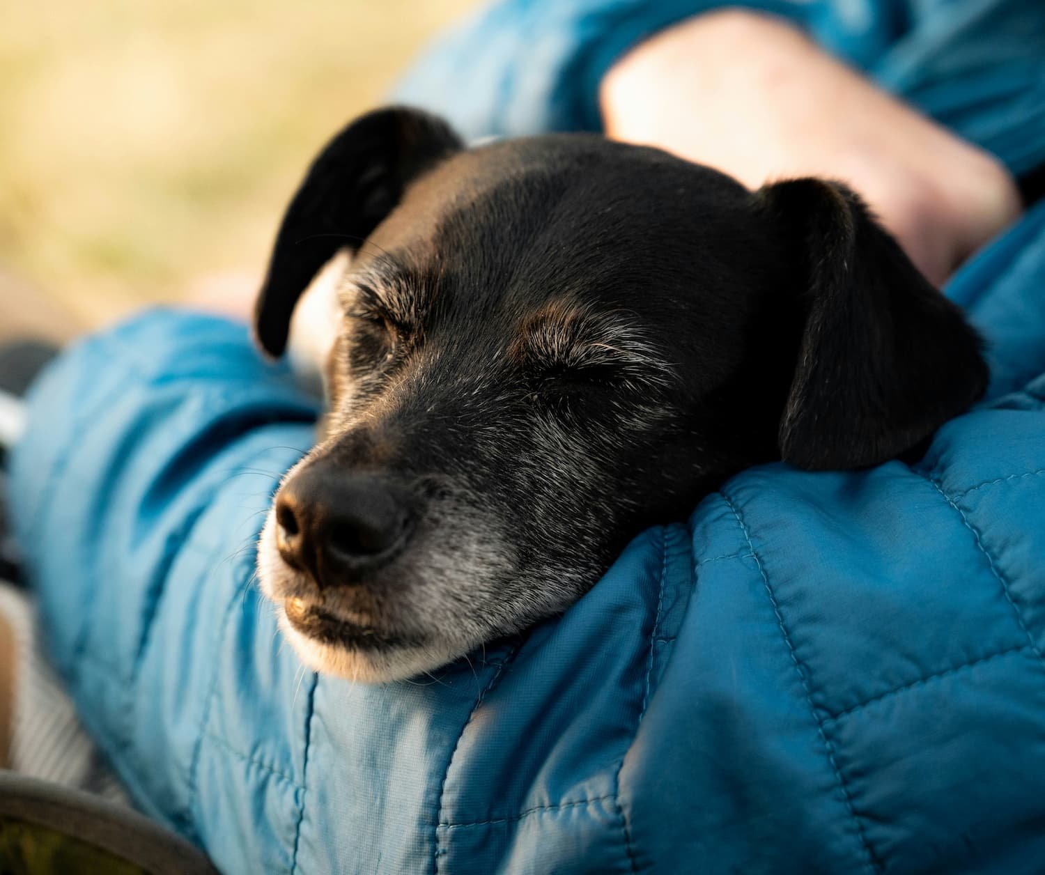 Dog resting contentedly in sitter's arms — holistic in-home pet sitting by Skye & Paws