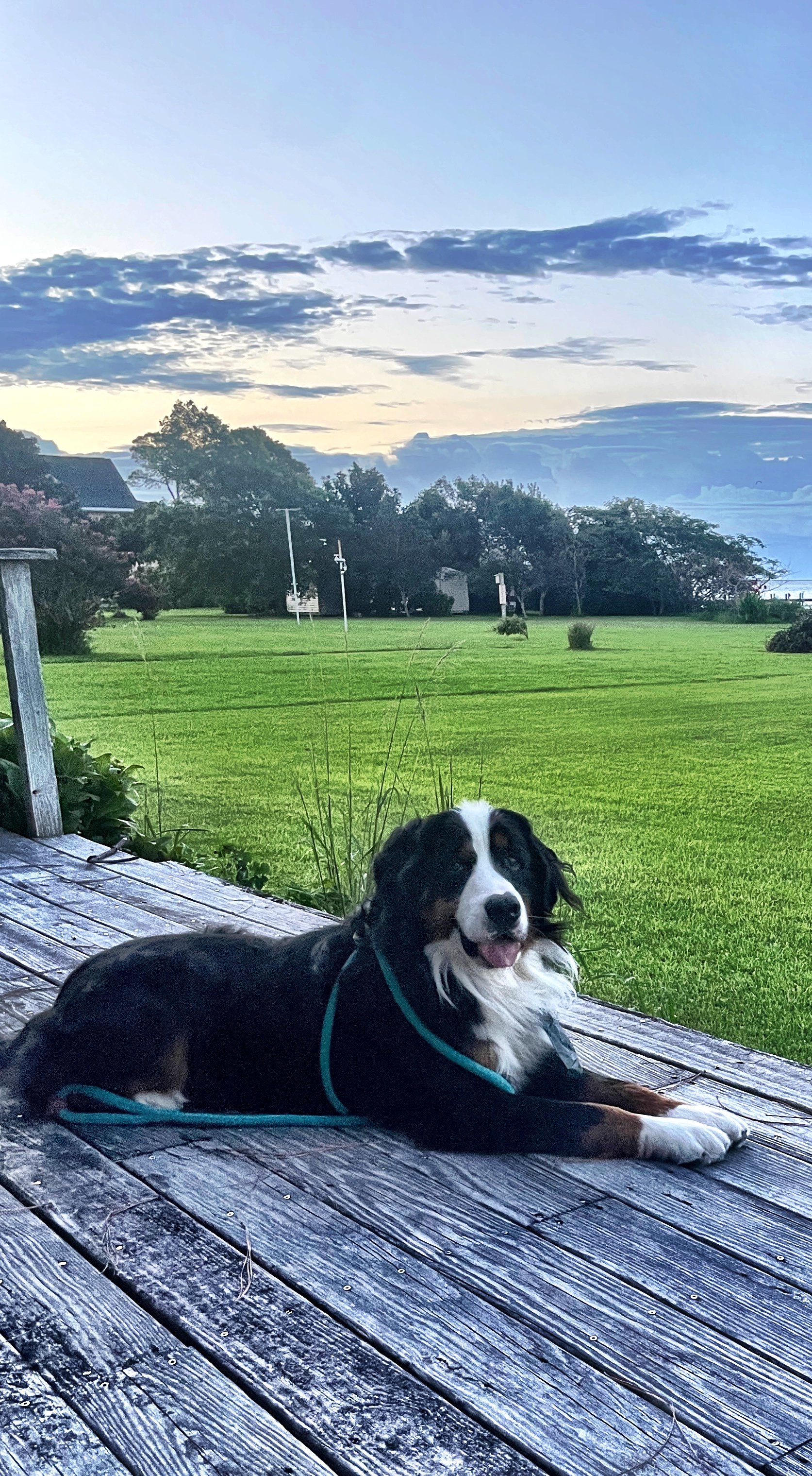 A black and white dog with a harness lying on a wooden deck outdoors with a large grassy field, trees, and a cloudy sky in the background.