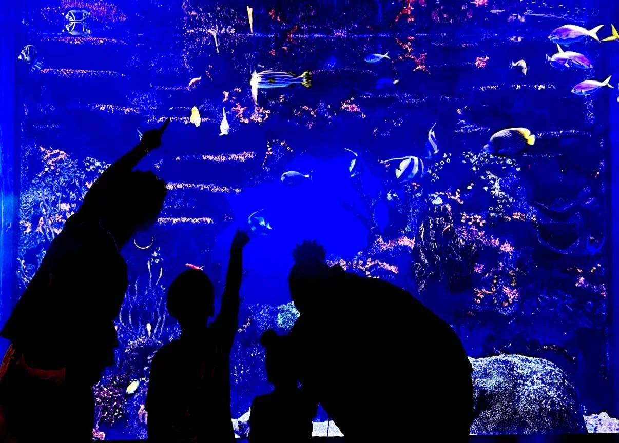 Silhouettes of three people, two children and an adult, observing and pointing at an aquarium filled with various colorful fish against a vibrant blue background.