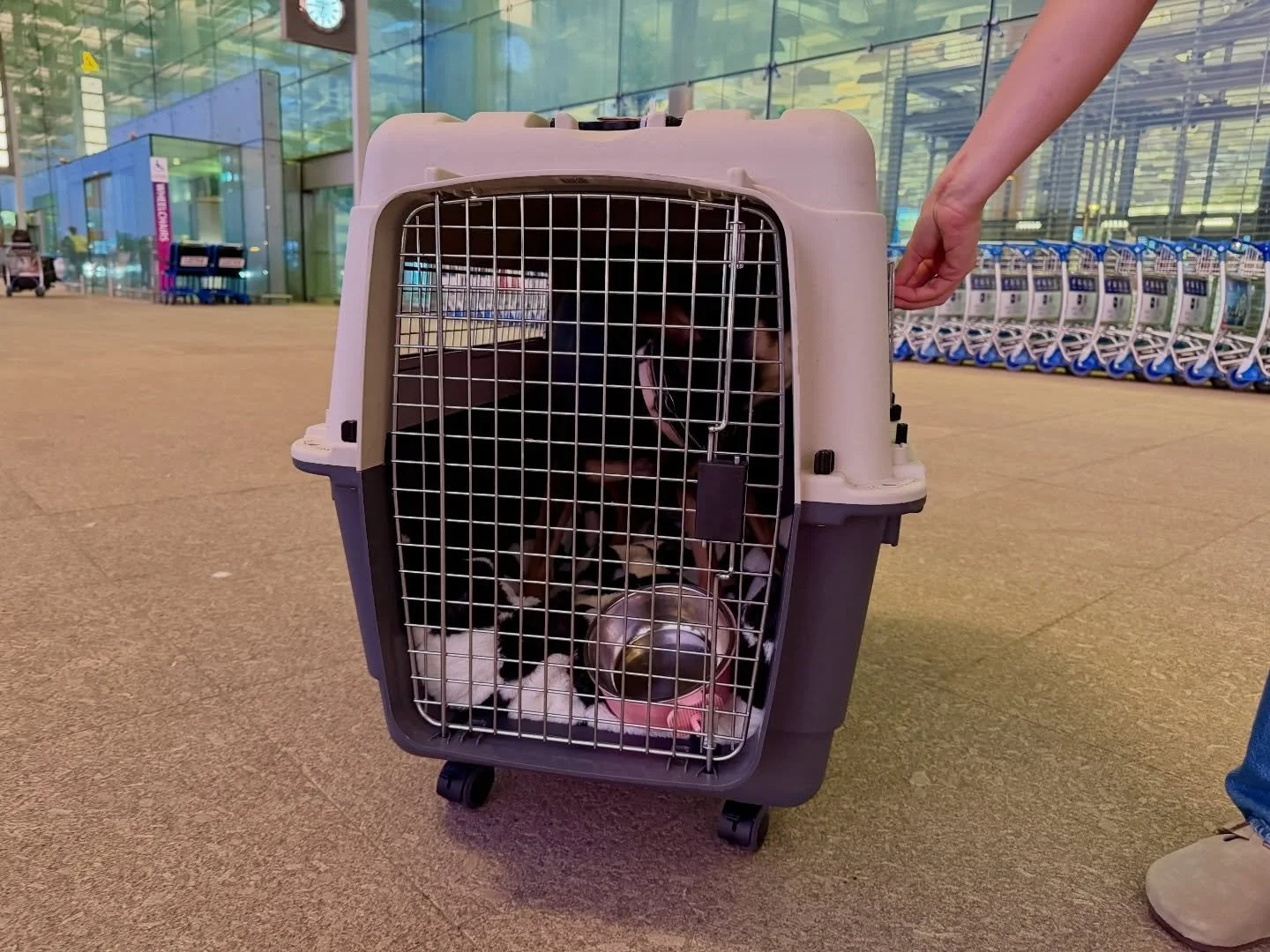 From Singapore to Seattle. Maya&rsquo;s big move begins 🇸🇬✈️🇺🇸 #pawpledge #pettaxisg #pettransportsg #calmride #singaporespecials