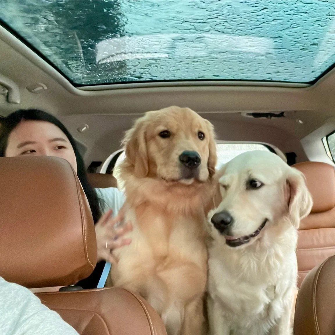 Just a rider, a driver and two beautiful Goldies 🐶🐶❤️#pawpledge #pettaxisg #pettransportsg #bonjoursg #goldenretriever