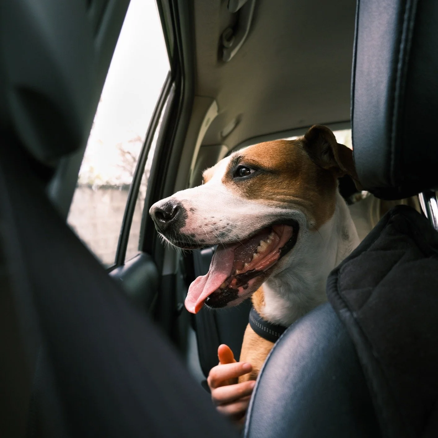 Meet Bonjour 🐾 A pet-first mobility platform built to make travelling with your pet easier, safer and more reliable. With you or on their own, Bonjour is built around the way pets actually travel. Pet-friendly from the start. #BonjourPet