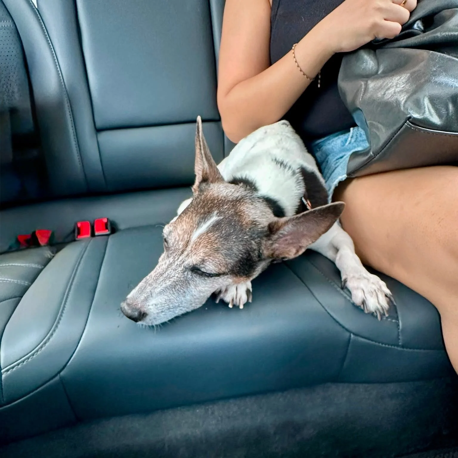 Not every pet needs the same ride. 🐶🐱 Pet size, crates, luggage, passengers and space all matter. The right journey starts with the right ride. #BonjourPet