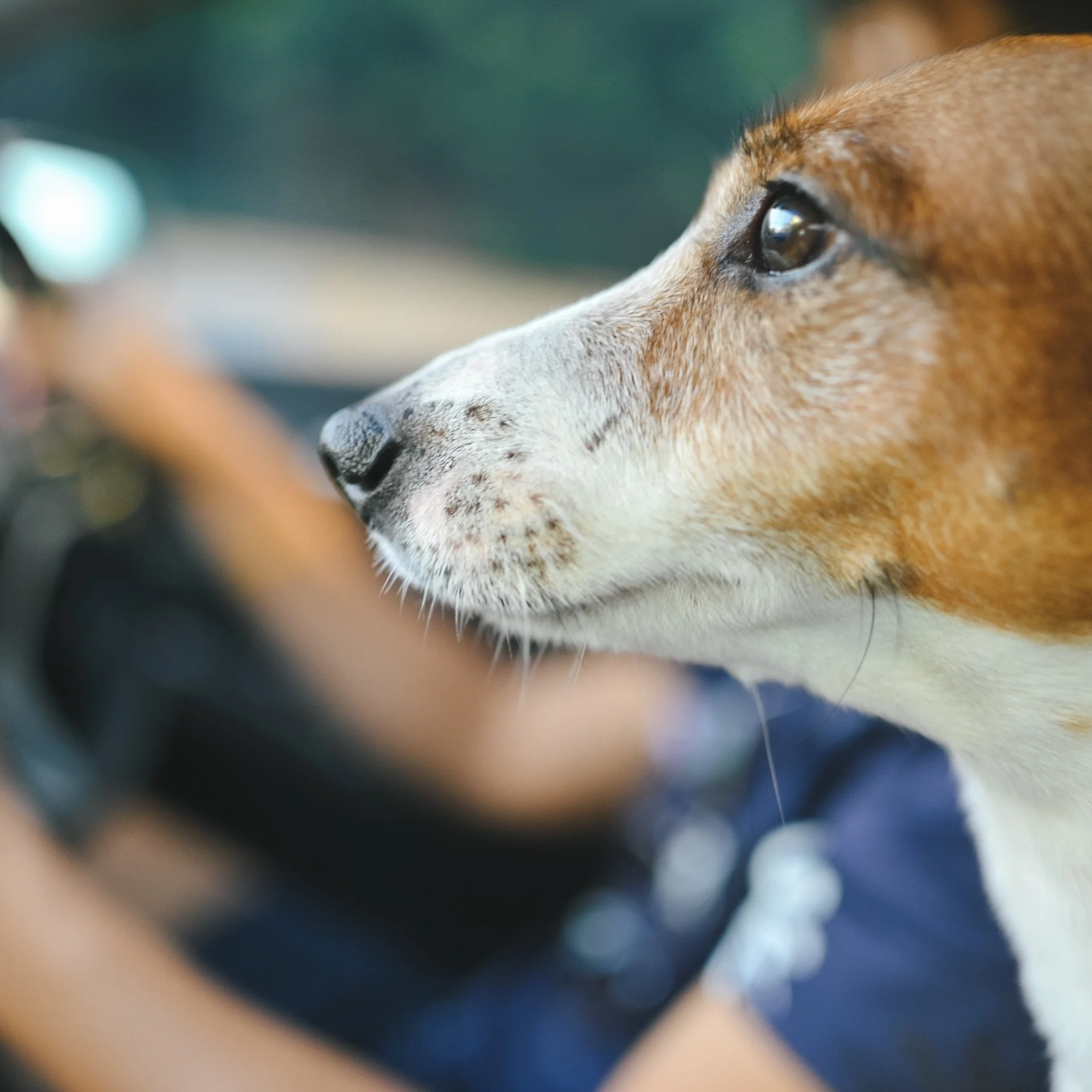 Vet 🩺 Groomer ✂️ Daycare 🐾 Boarding 🏠 Airport ✈️ Pets travel for all kinds of reasons - and different journeys can mean different needs. Where are we going today? #BonjourPet