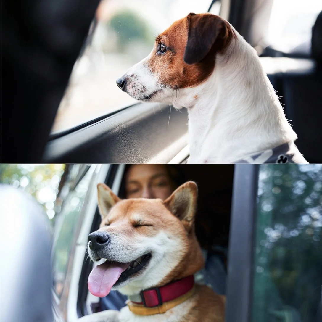 Together or solo. 🐾 Sometimes you travel with them. Sometimes they need to get somewhere without you. Bonjour is designed for both pets travelling with owners and pets travelling alone. #BonjourPet