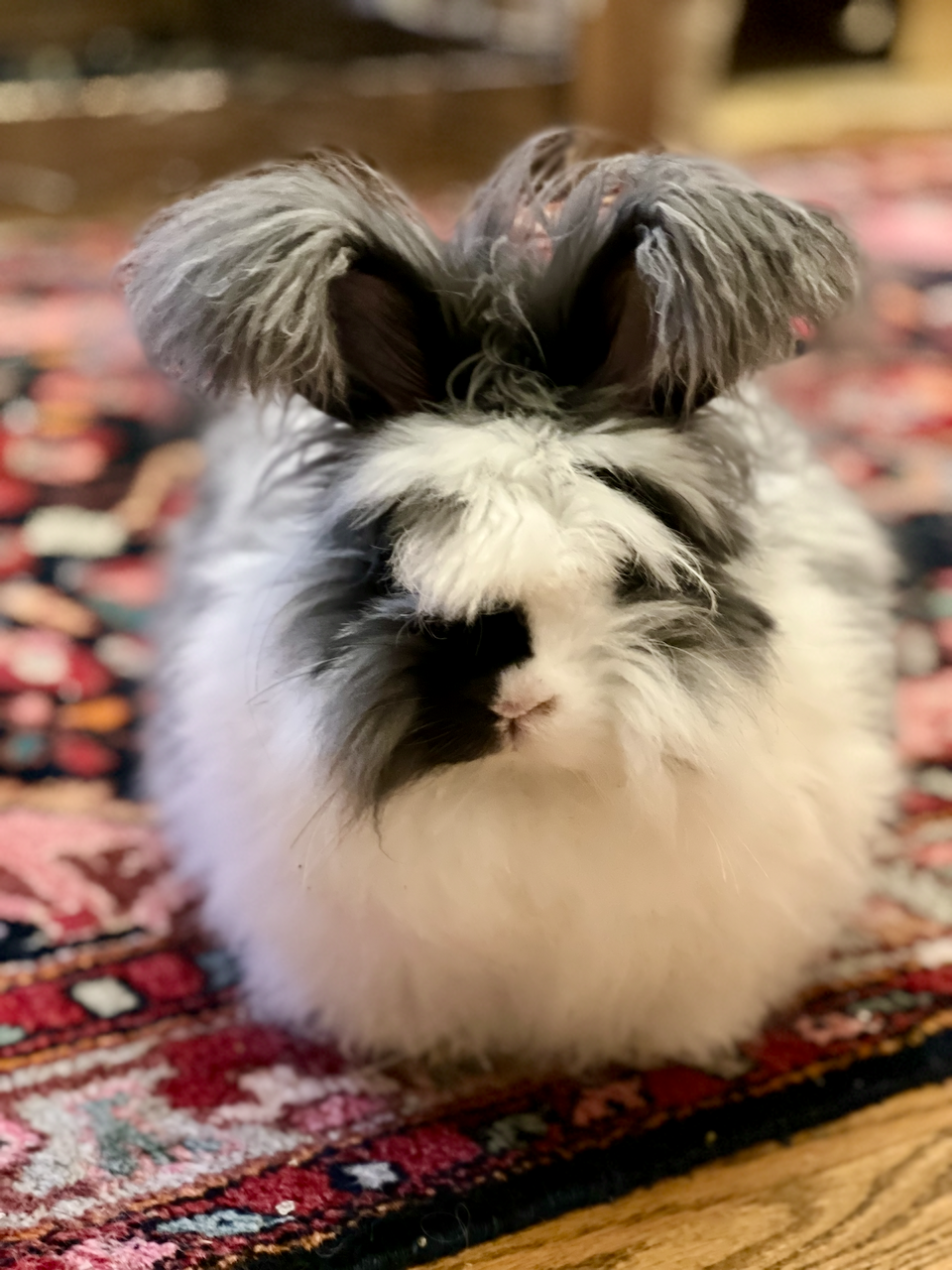 Ode to One Bunny’s Wool