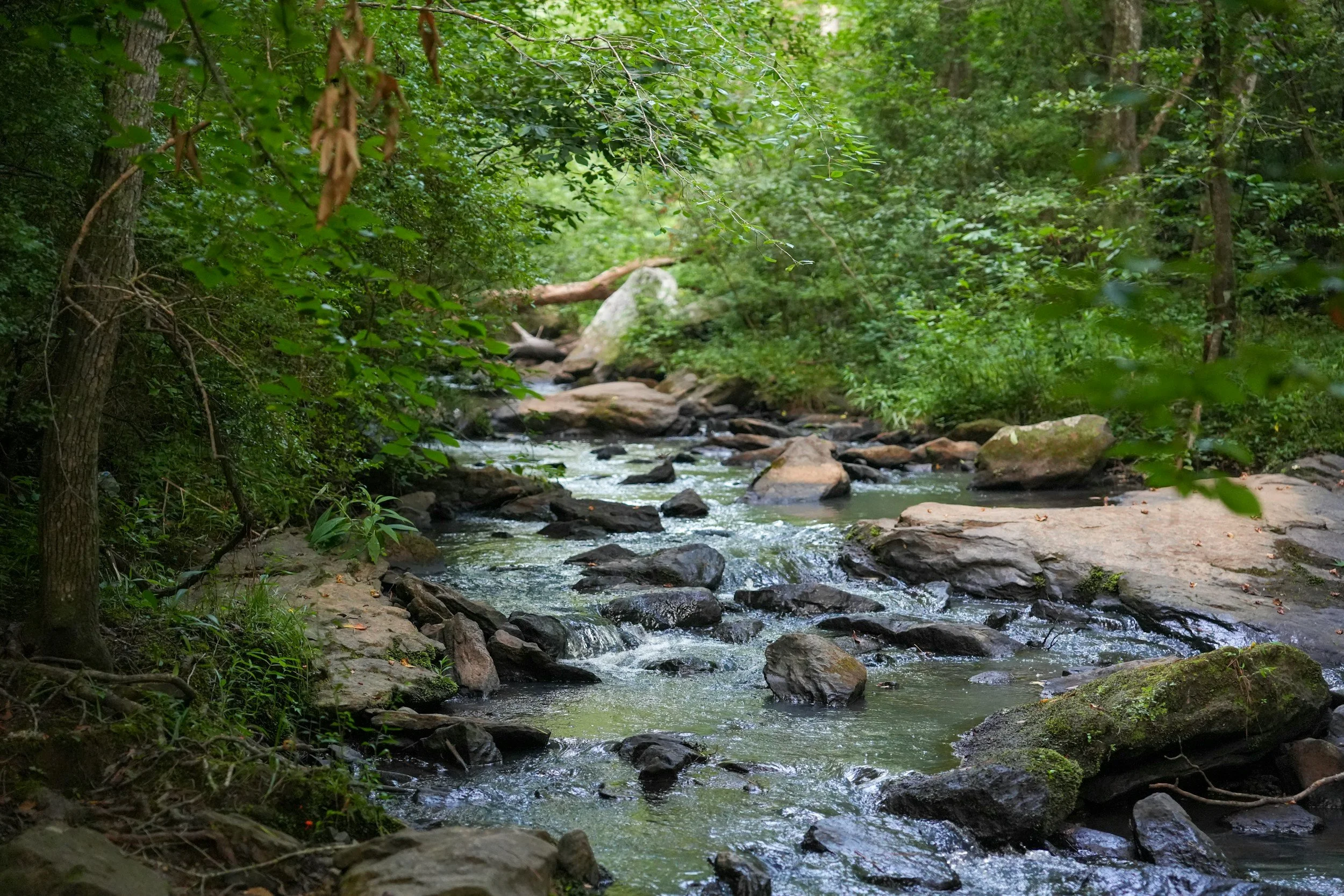 A small creek flowing over rocks in a lush, green forest with dense trees and foliage surrounding it.