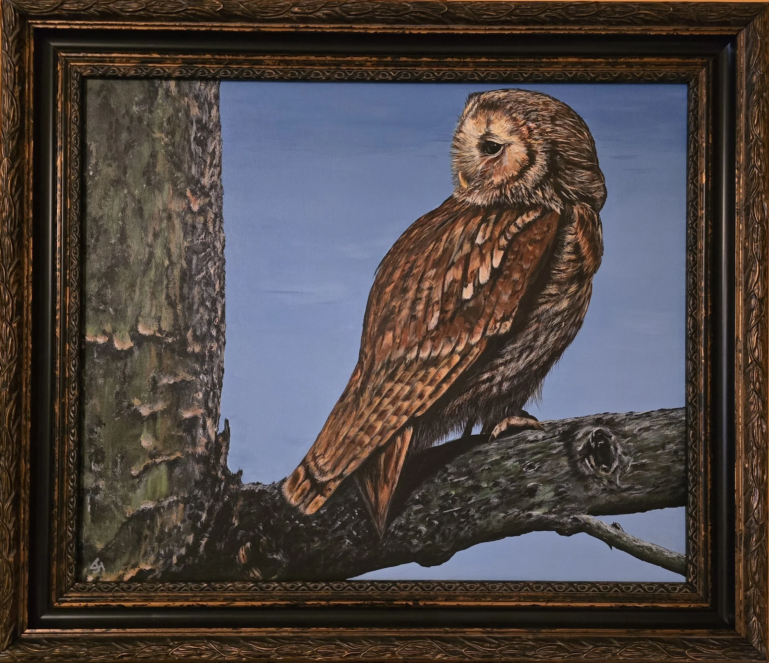 Tawny Owl
