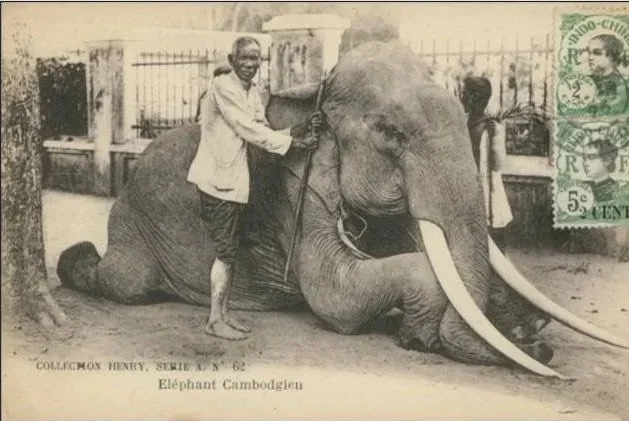 A vintage photograph of a large elephant named Cambodogen with two men, one riding on its back and the other holding its ear, in an enclosure with a fence and trees. The photo is labeled "Collection Henry, Serie 4, N° 62, Elephant Cambodogen." There 