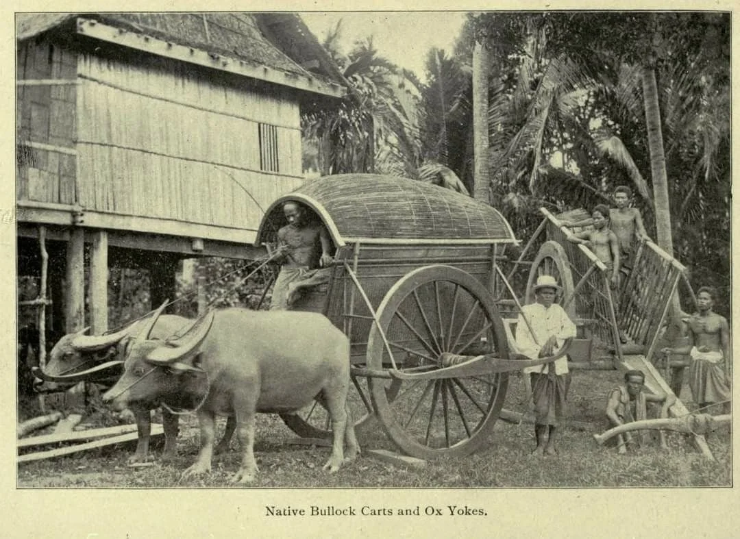 An old black-and-white photograph showing native people with bullock carts and ox yokes in a tropical setting with palm trees. There are several people, some standing and some sitting, around the carts, which are used for transportation.