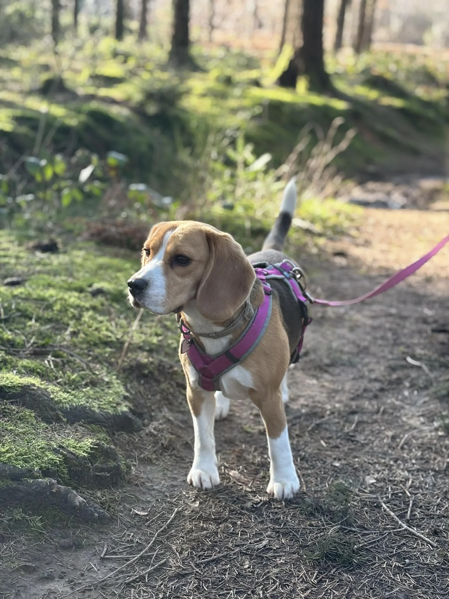 Un chiot beagle avec un harnais rose, en promenade dans une forêt en soleil, sur un sentier terreux avec des feuillages verts et des arbres en arrière-plan.
