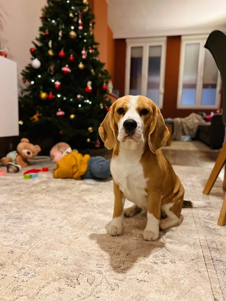 Un chiot de race Beagle assis sur un tapis dans un salon, avec un sapin de Noël décoré en arrière-plan.
