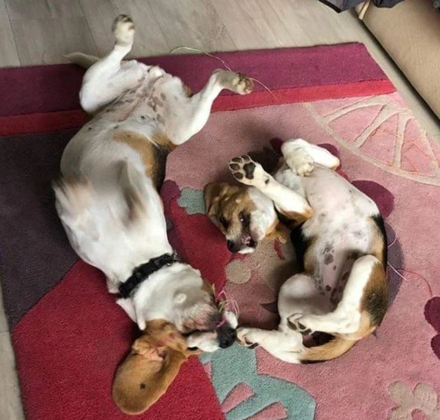 Deux chiots de race beagle jouent ensemble sur un tapis rose, allongés sur le dos et en rond.