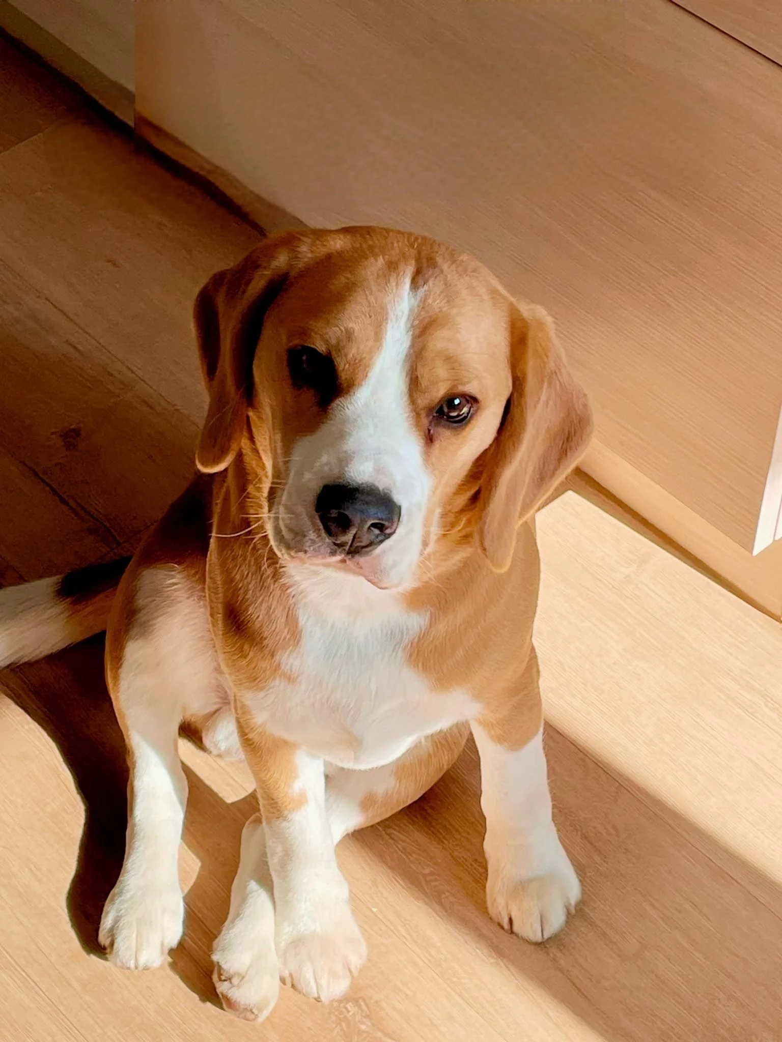 Un chiot berger australien assis sur un sol en bois, regardant vers l'objectif.