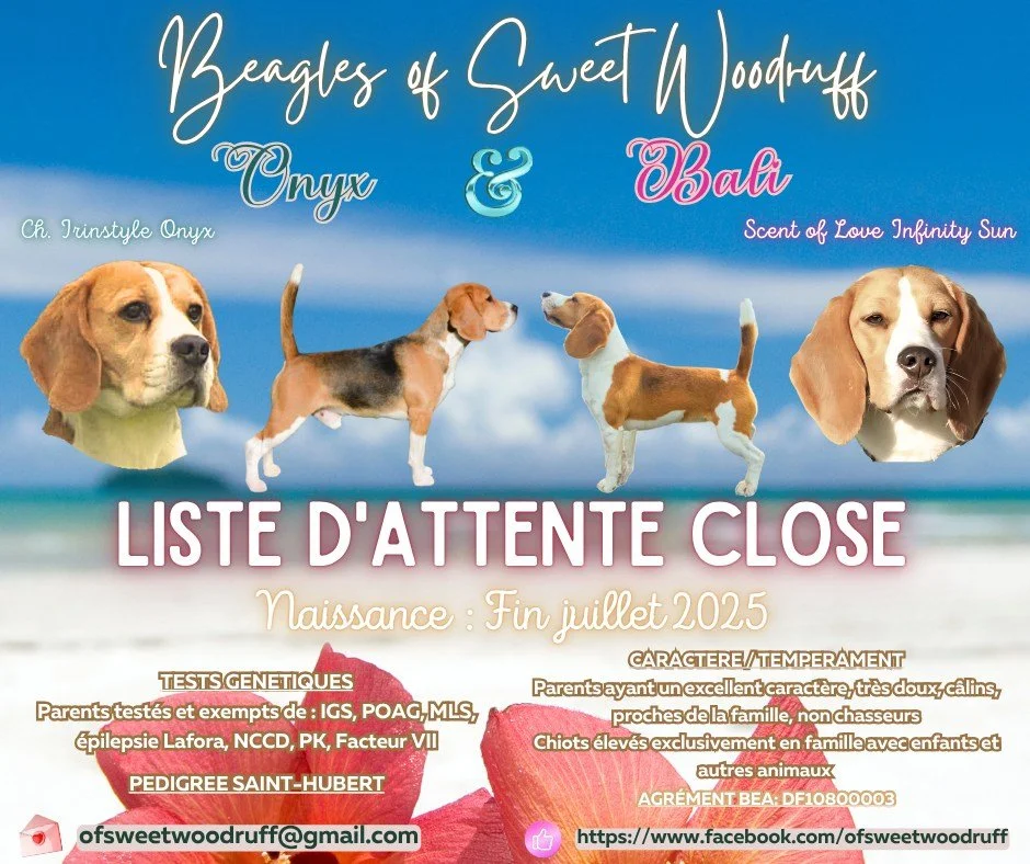 Annonce pour une portée de beagles, présentant deux chiens adultes, avec texte détaillant leur pedigree, tempérament, tests génétiques, naissance prévue pour juillet 2025, et contact email et lien Facebook.