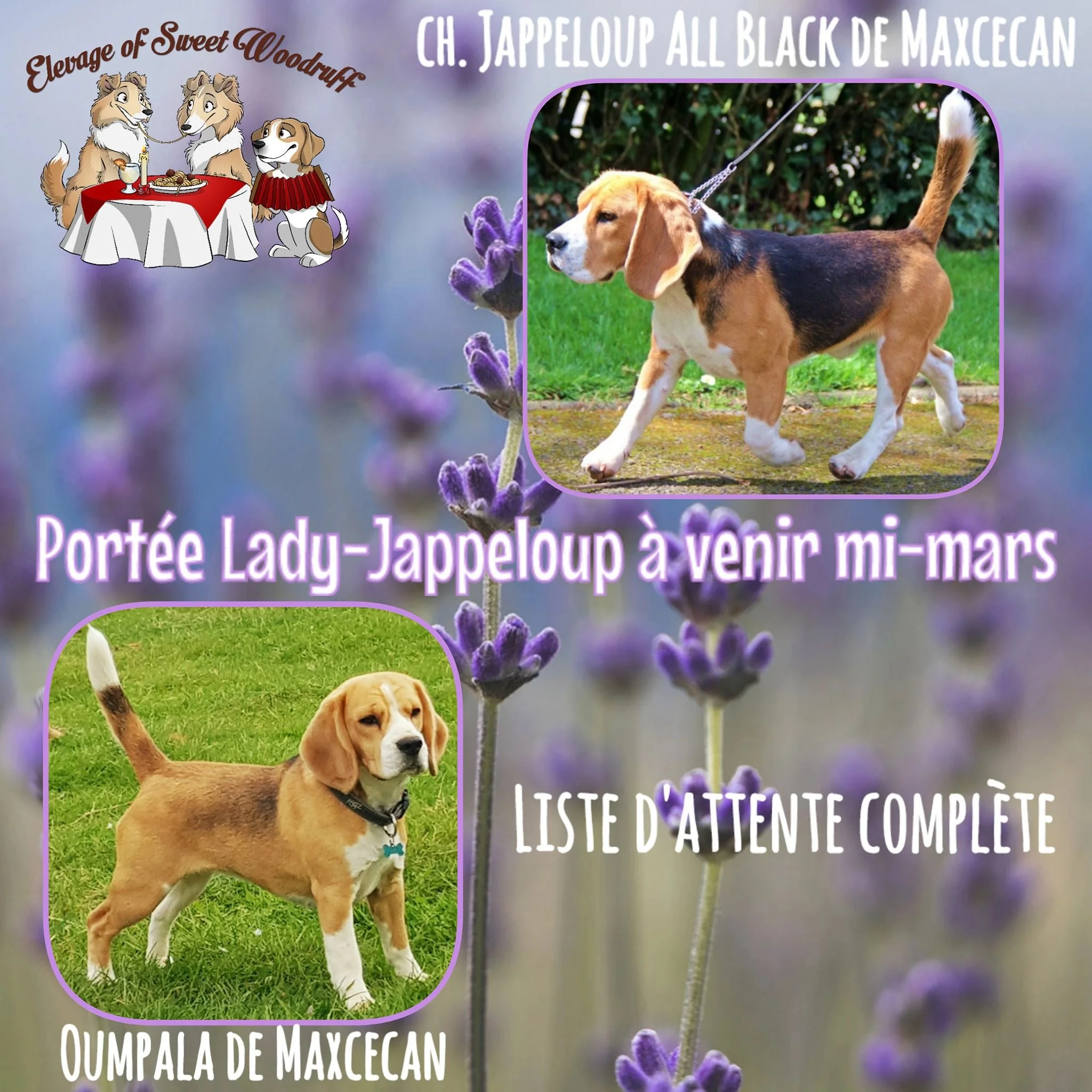 Une image montrant un chien de race Beagle marchant sur l'herbe. En haut à droite, il y a une photo d'un chien de type Beagle en situation d'exposition, avec un fond de buissons. La bannière indique des informations sur une exposition canine à Maxécan, en France.