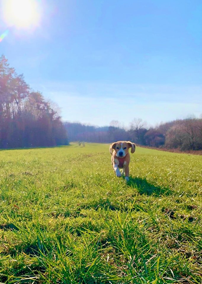 Un chien qui court dans un champ vert sous un ciel bleu.