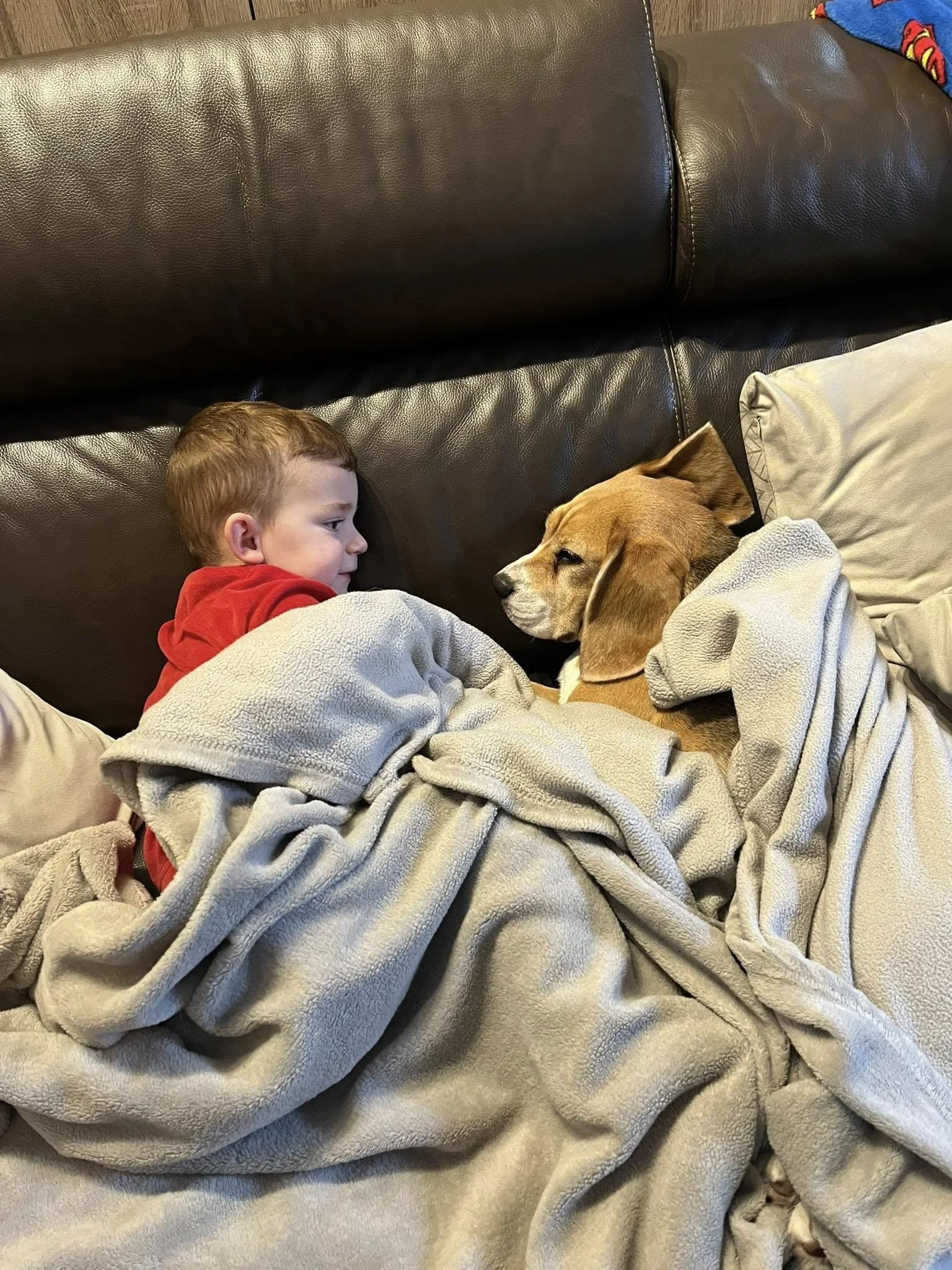 Un enfant avec des cheveux roux portant un sweat rouge, allongé sur un canapé, regardant un chien domestique de race beagle, qui repose sur une couverture beige, dans un intérieur domestique.