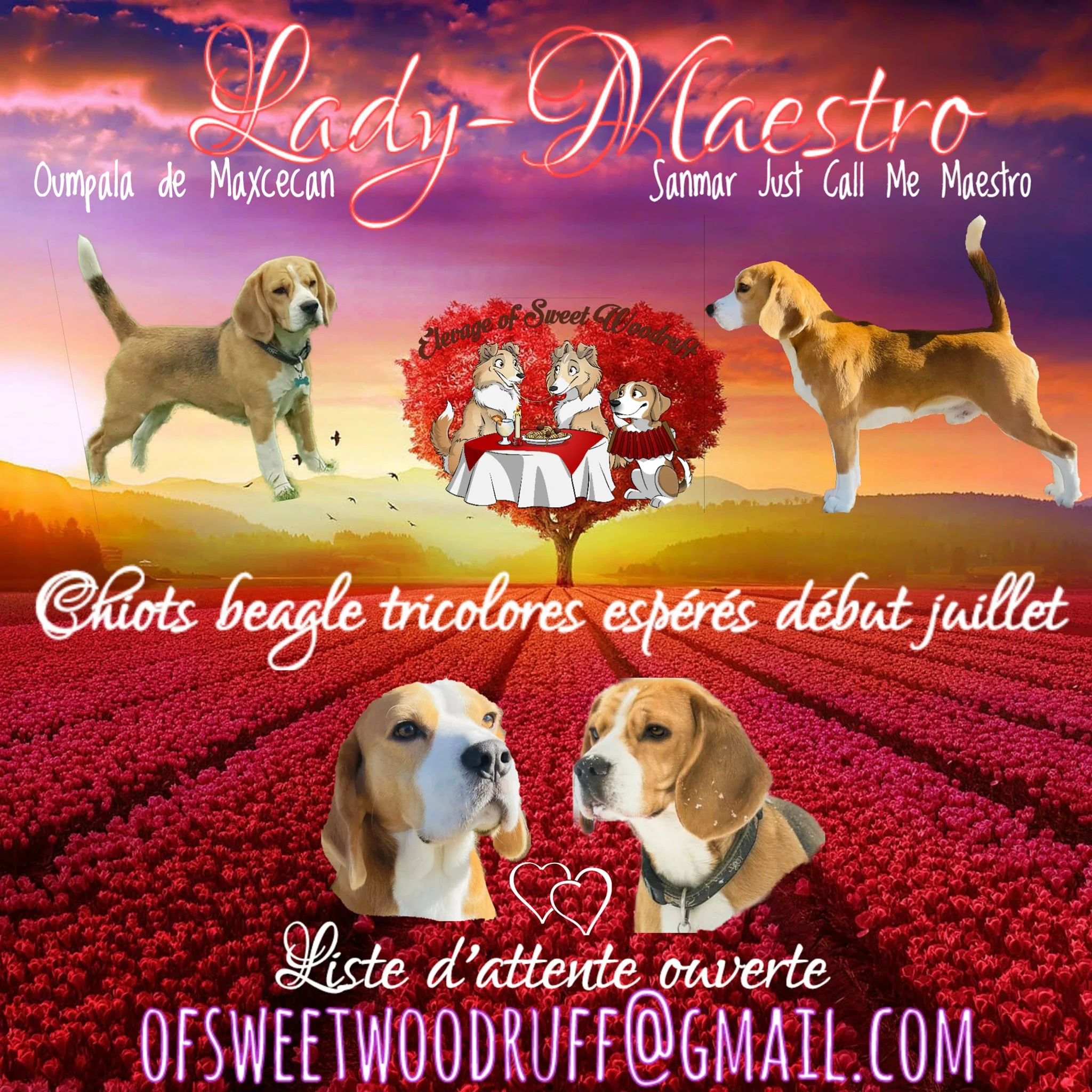 Une image avec un fond coloré de ciel au crépuscule, des chiens de race beagle, un arbre rouge de feuilles et des textes en français et en anglais. Le texte inclut 'Lady-Maestro', 'Oumpala de Maxeccan', 'Sammar Just Call Me Maestro', et des mots liés à une liste d'attente ouverte pour un site web de chiens, avec des éléments décoratifs comme des cœurs